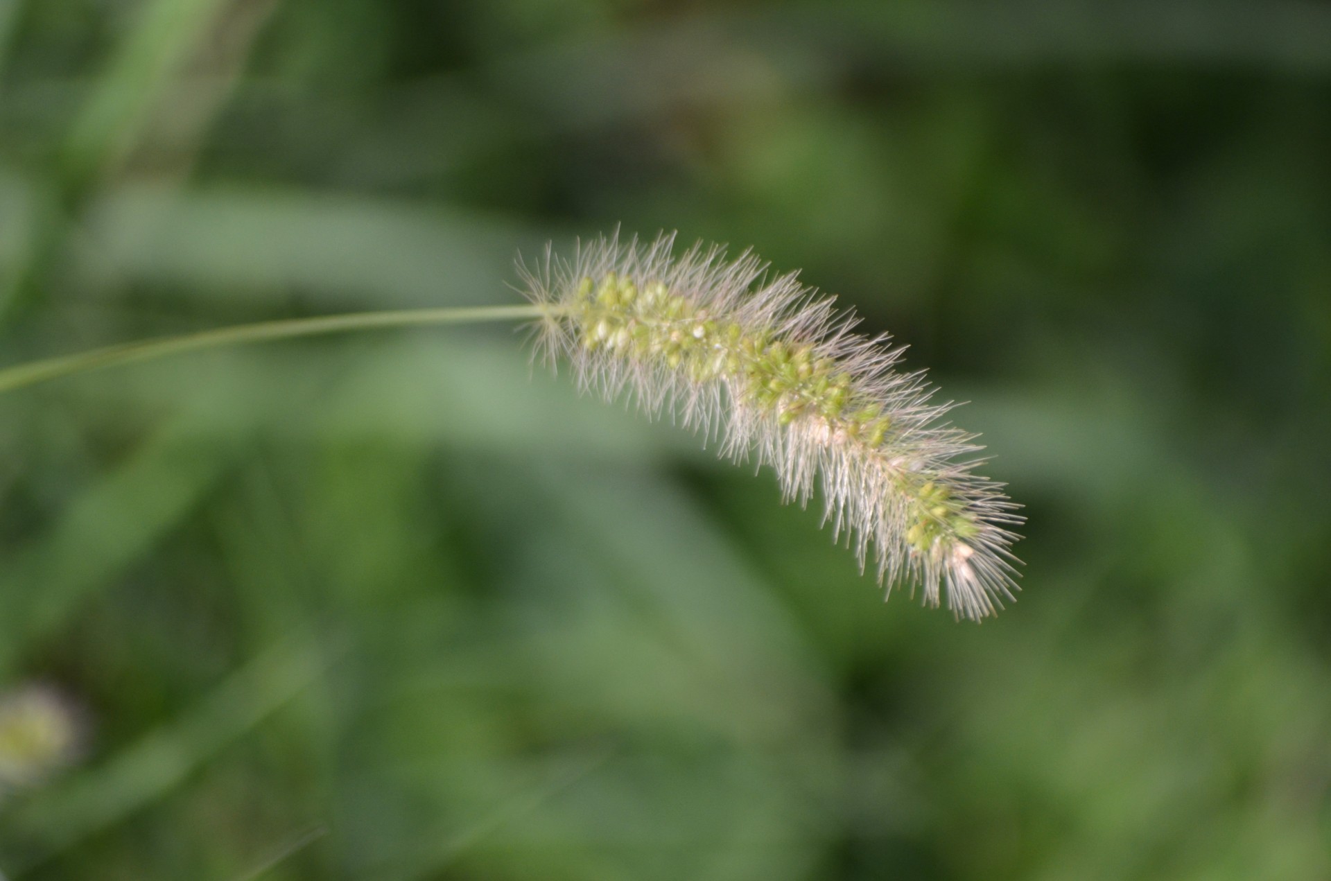 Ein Tassel of Grass
