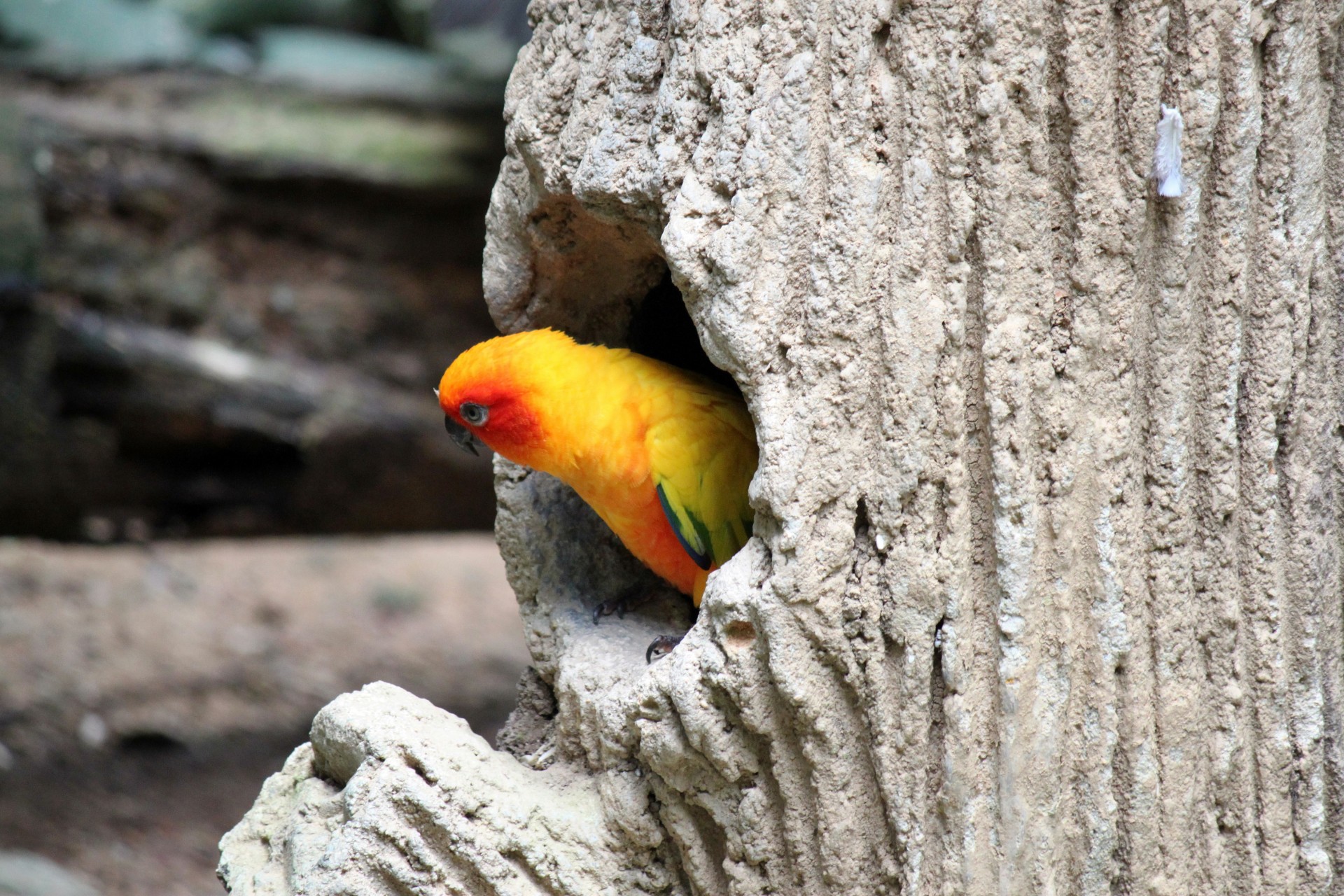 Остальные желтые попугаи на гнезде