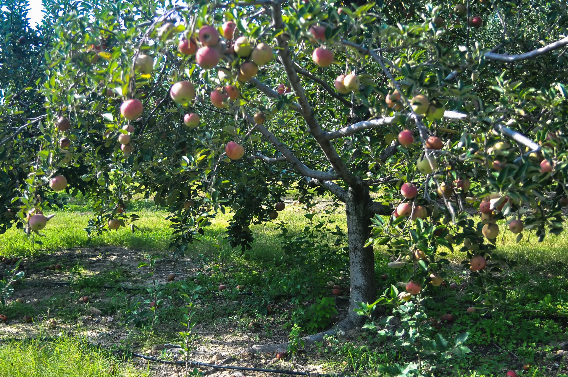 Jabłoni gospodarstwo
