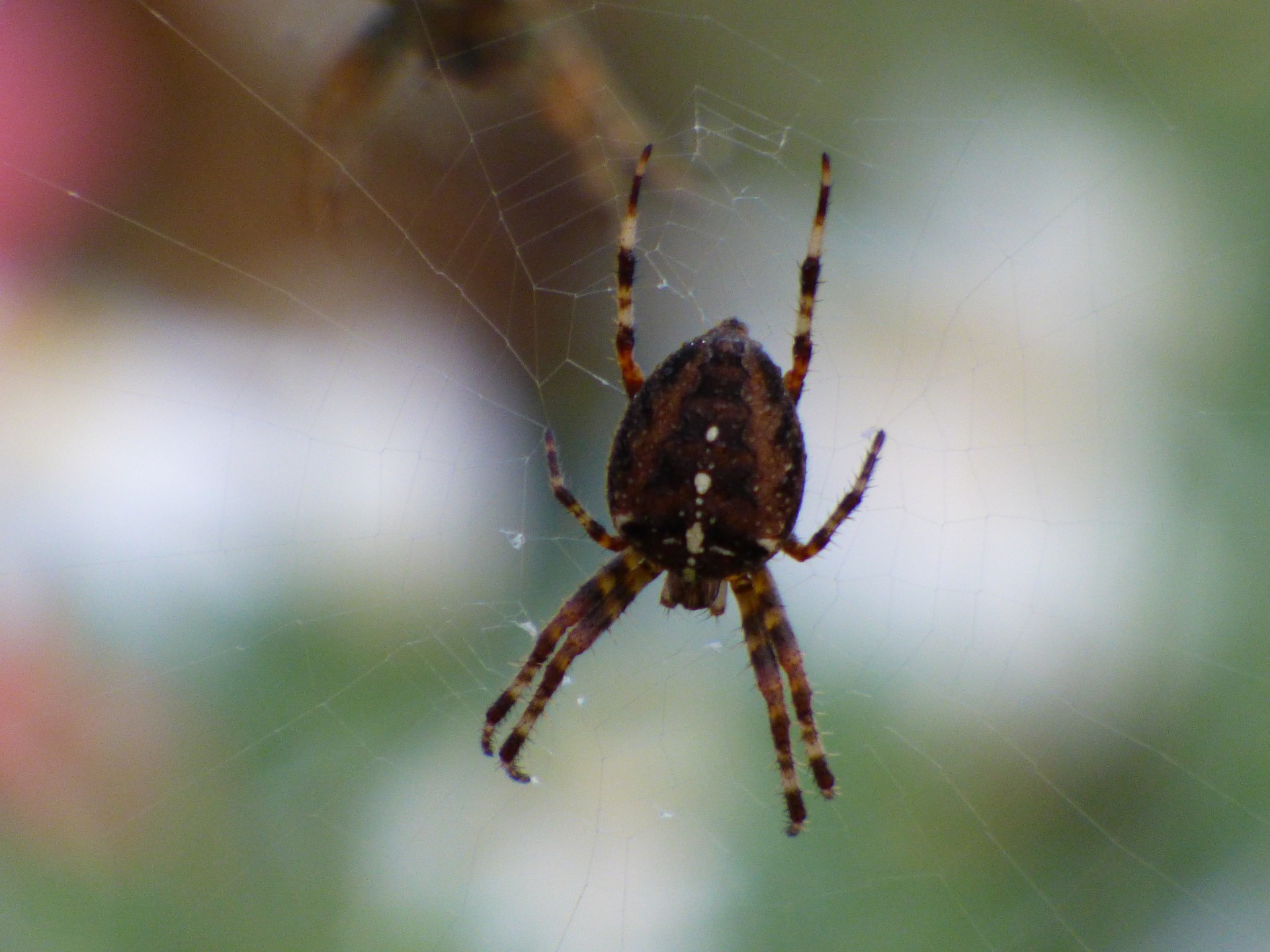 Spinne auf seiner Web-