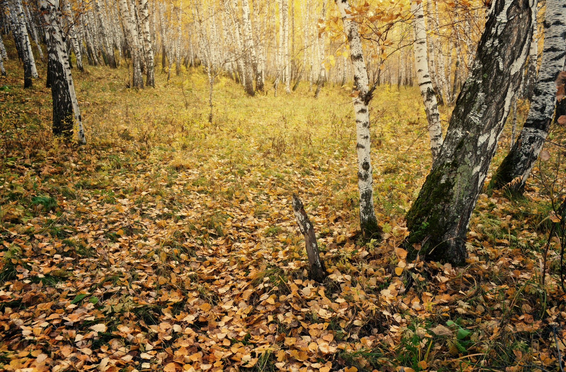 Осенью березовый лес