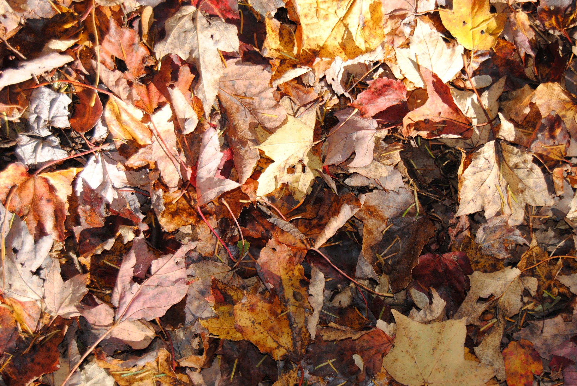 Autumn Leaves Dry