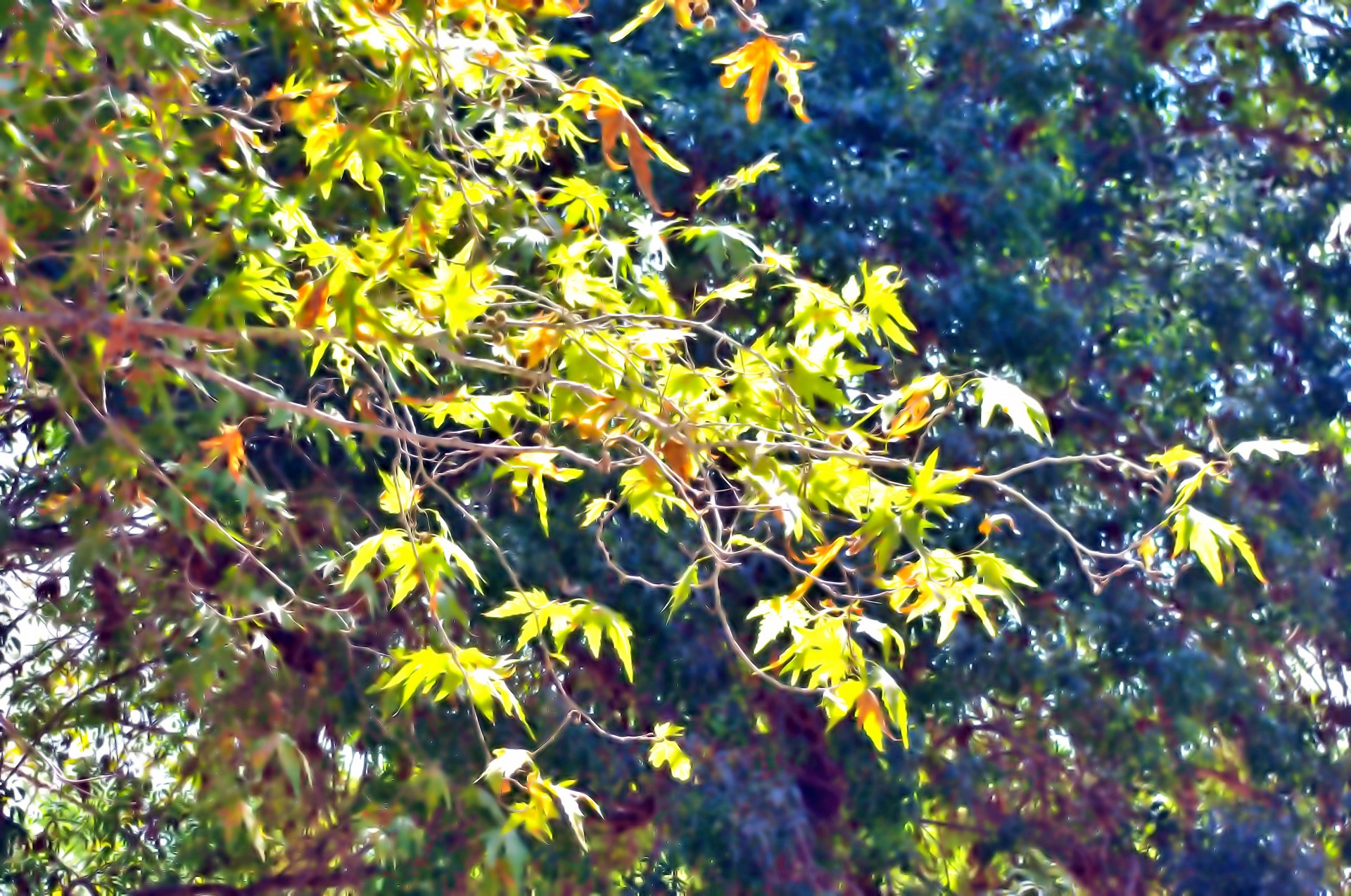 Autumn leaves Hintergrund