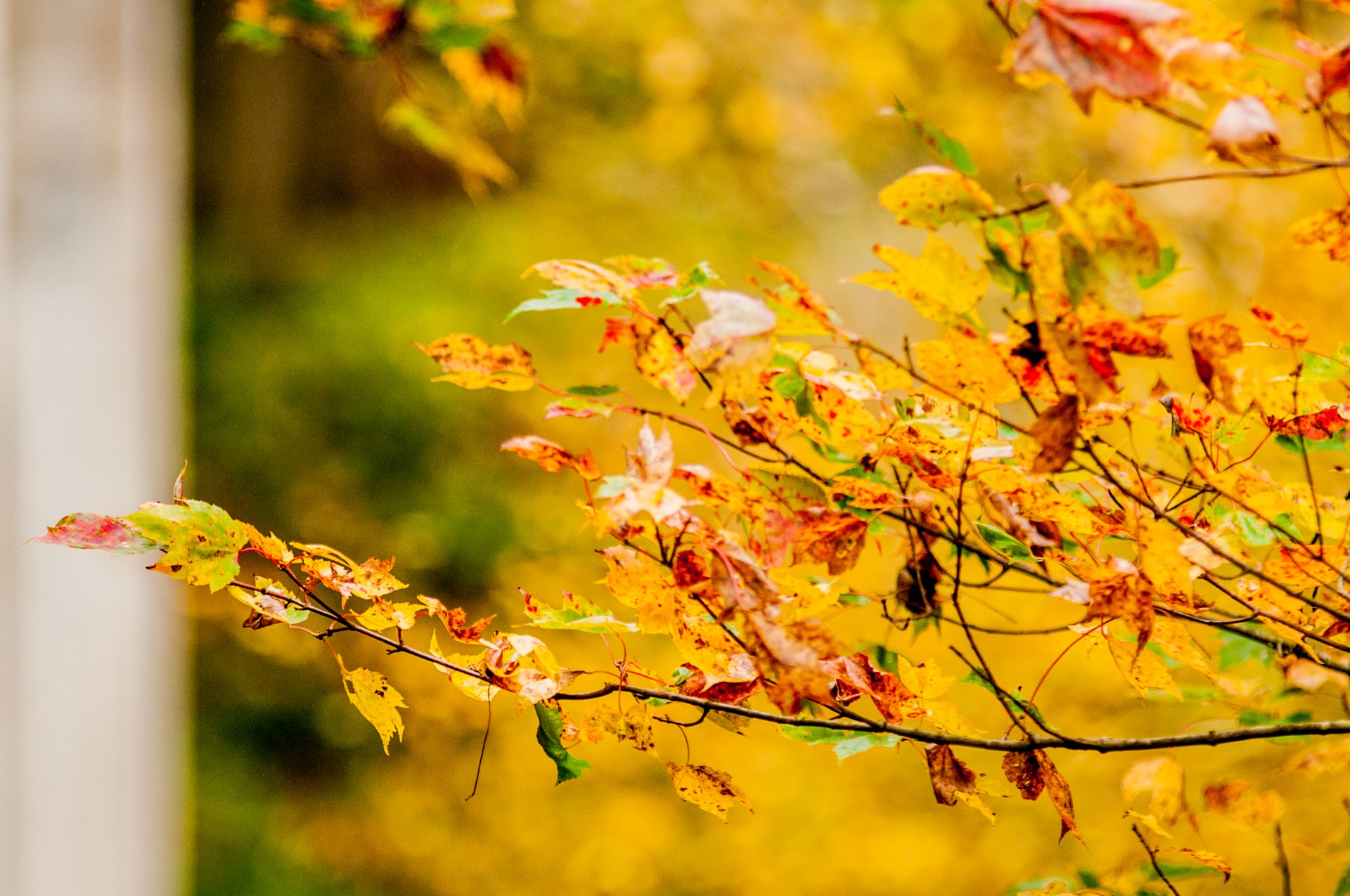 Blätter im Herbst Farben