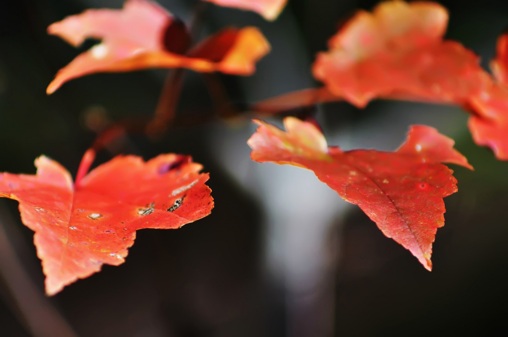 Autumn leaves couleurs