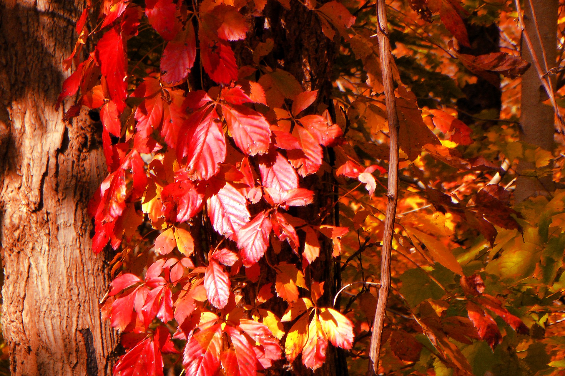 Осенние листья на дереве