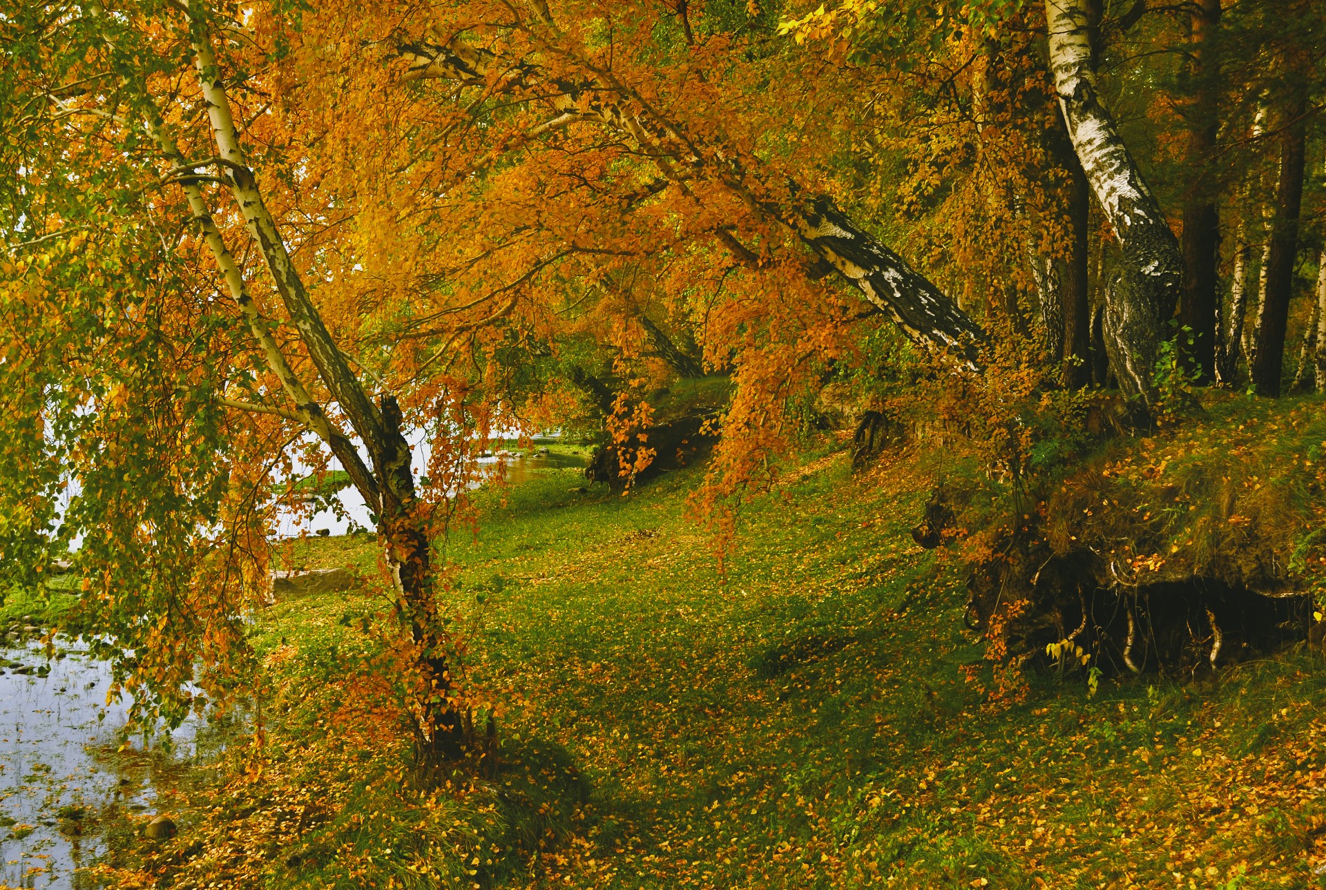 Herbst Natur