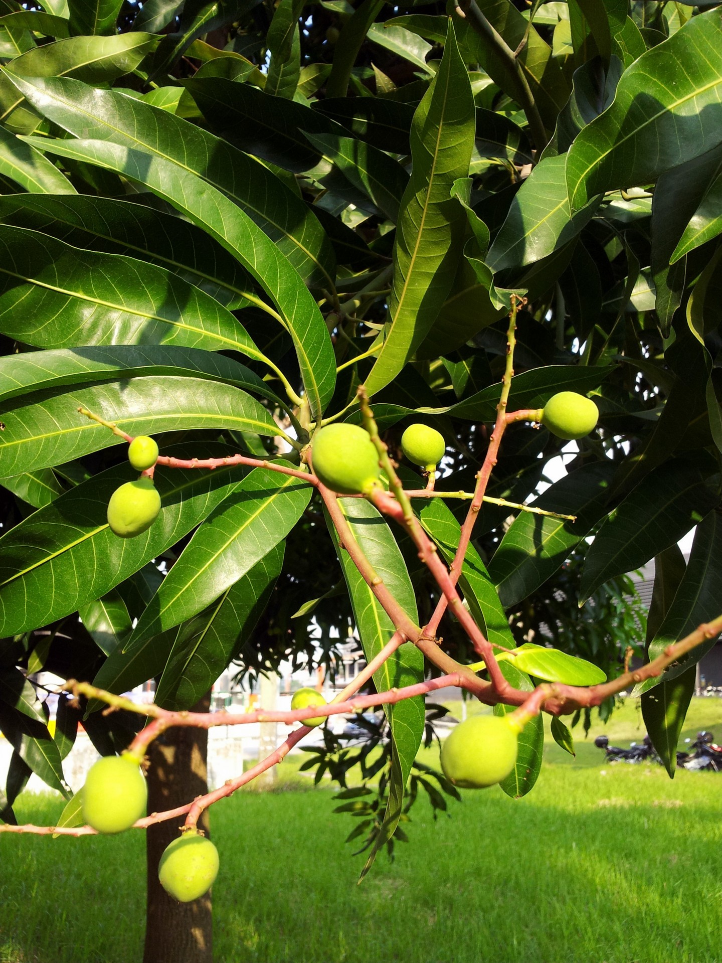 Детские манго на дереве 3