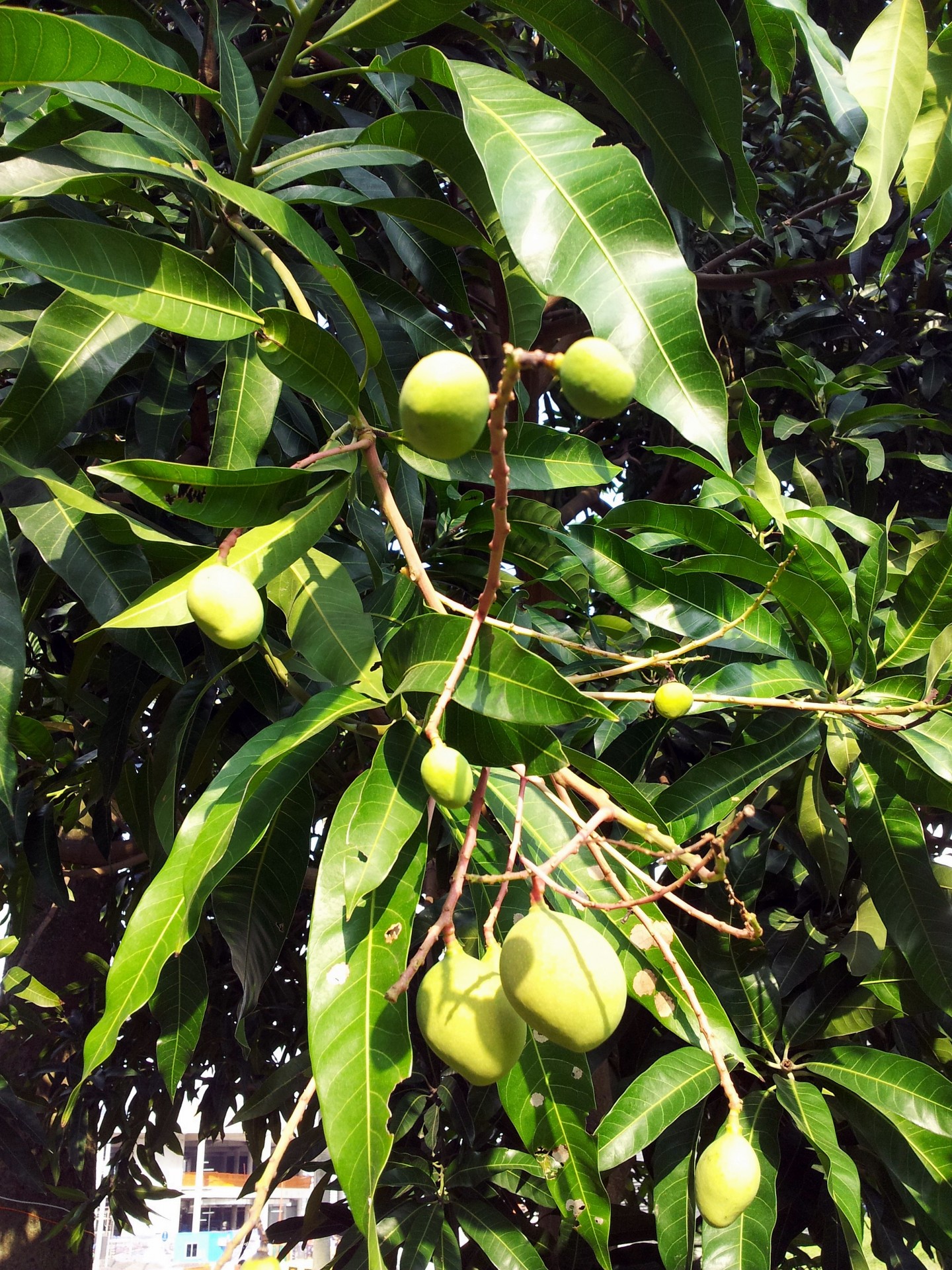 Детские манго на дереве