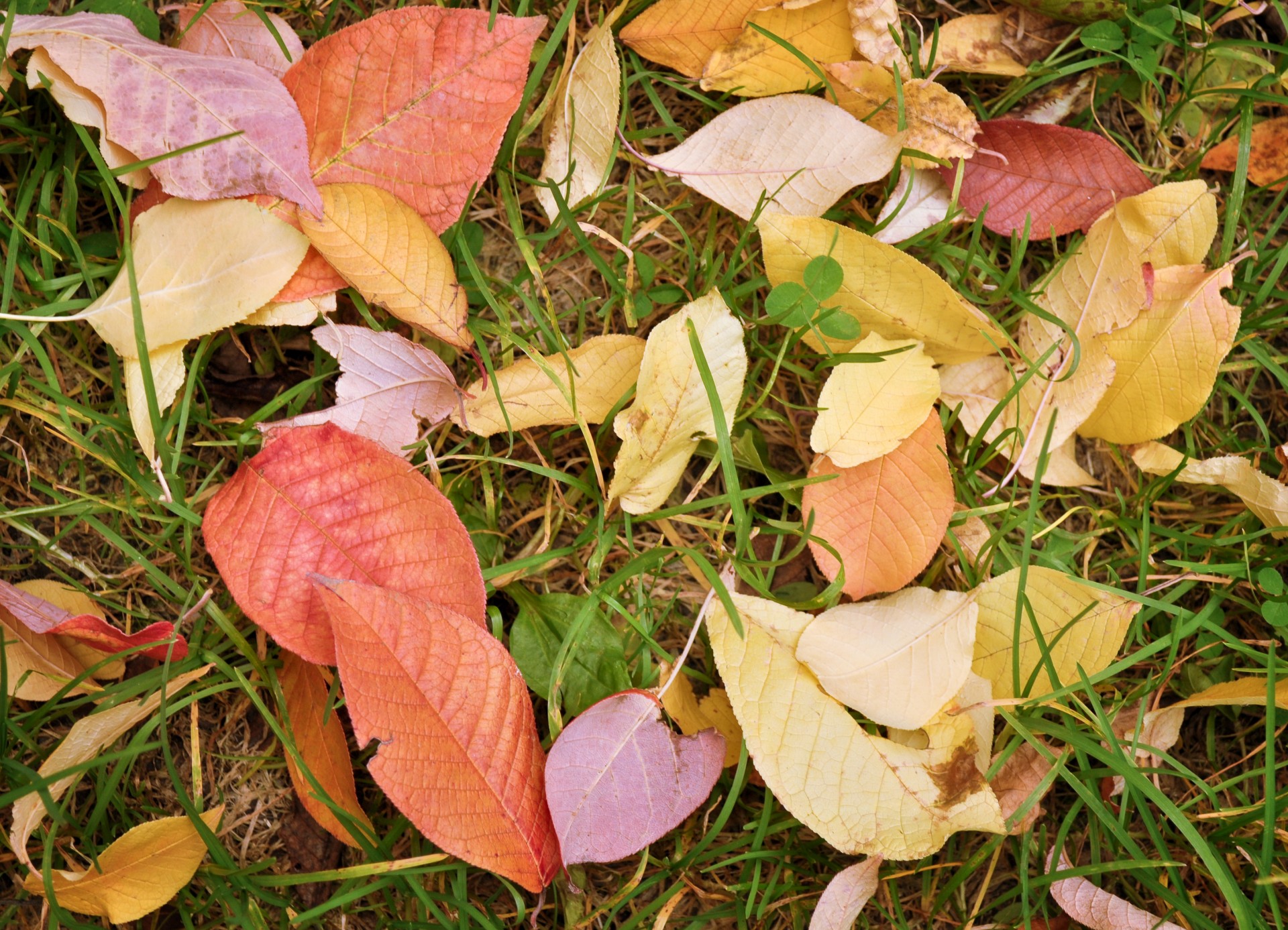 Hintergrund der Blätter im Herbst