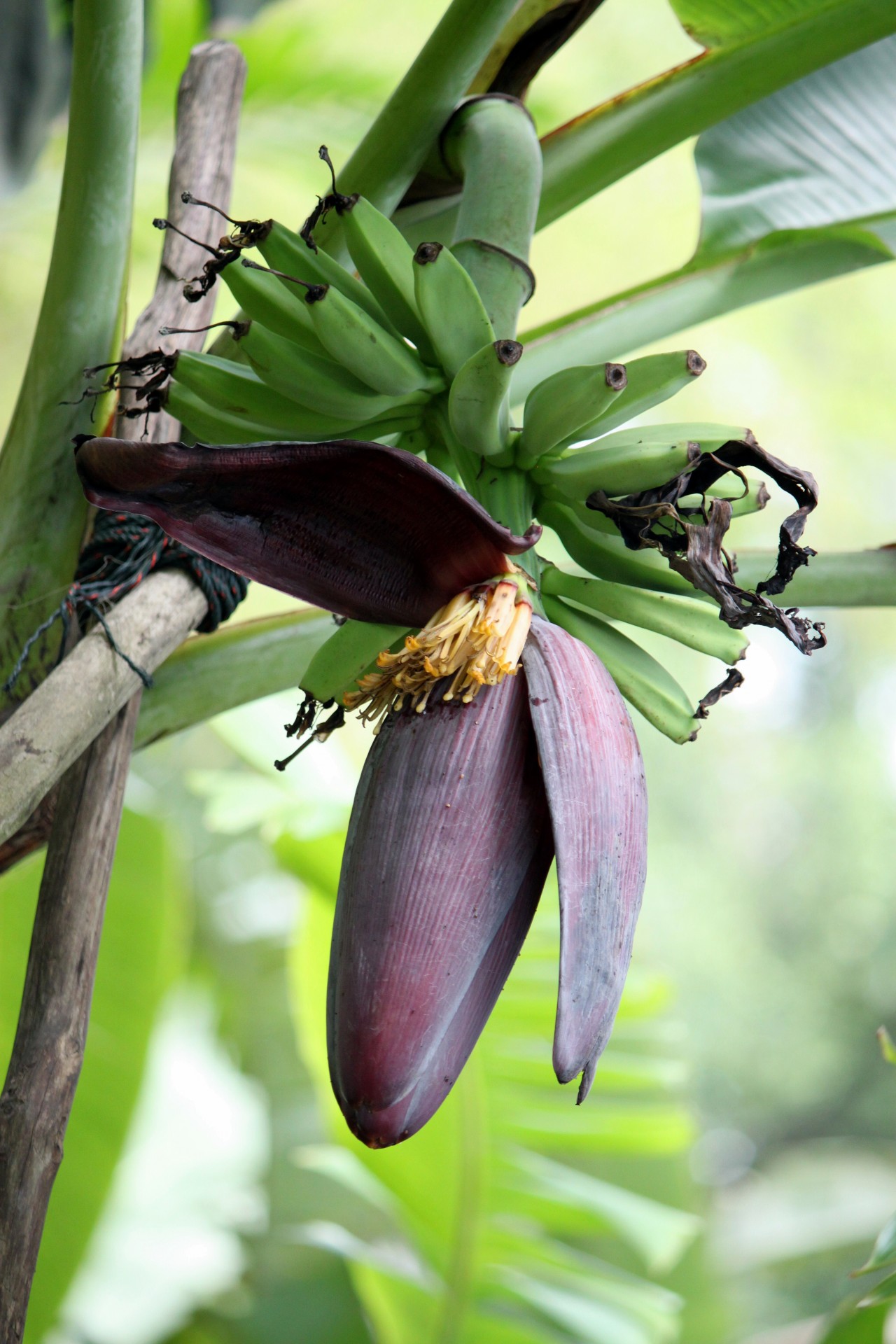 Цветок банана и ребенка банан