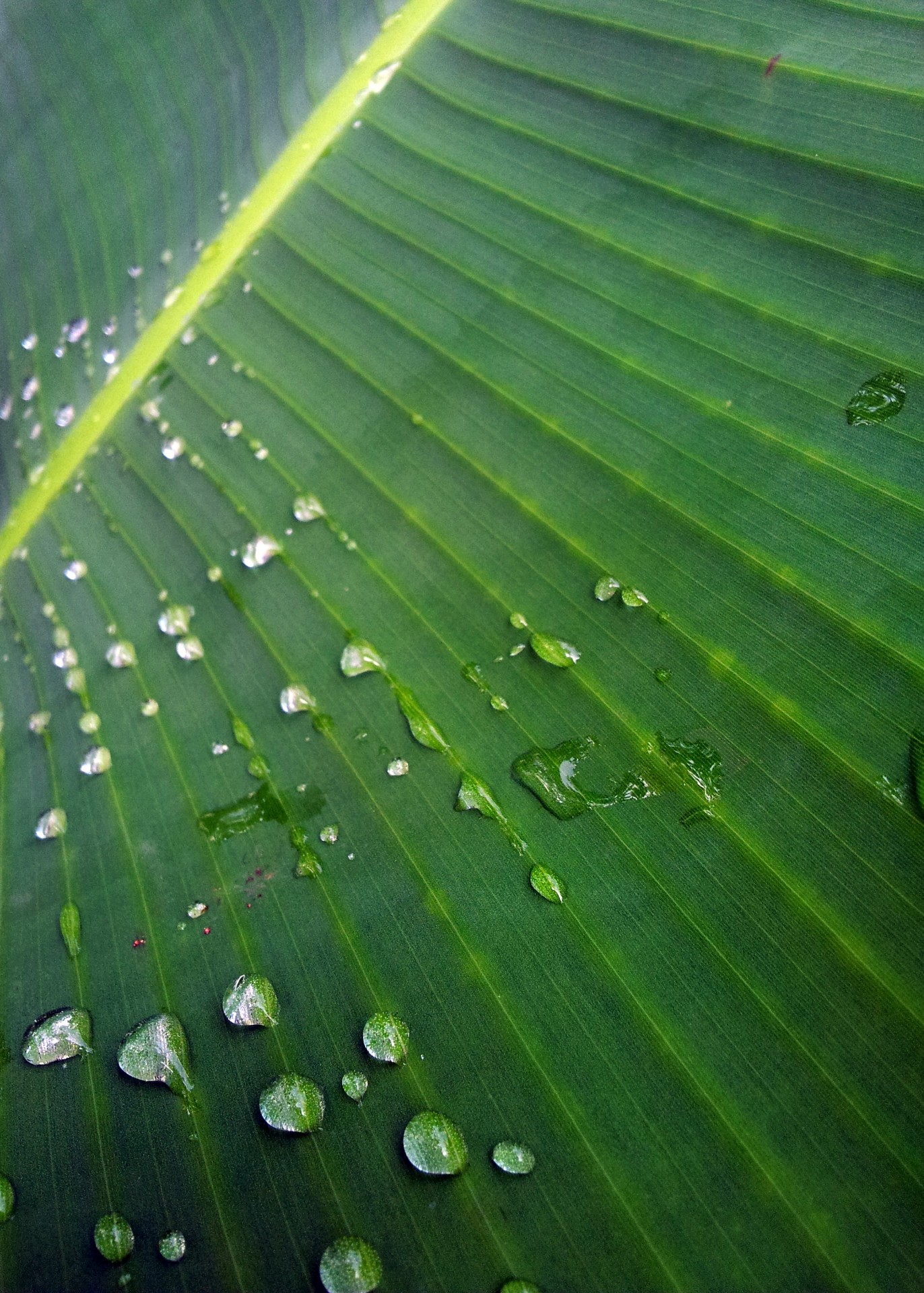Банан поверхности листьев после дождя