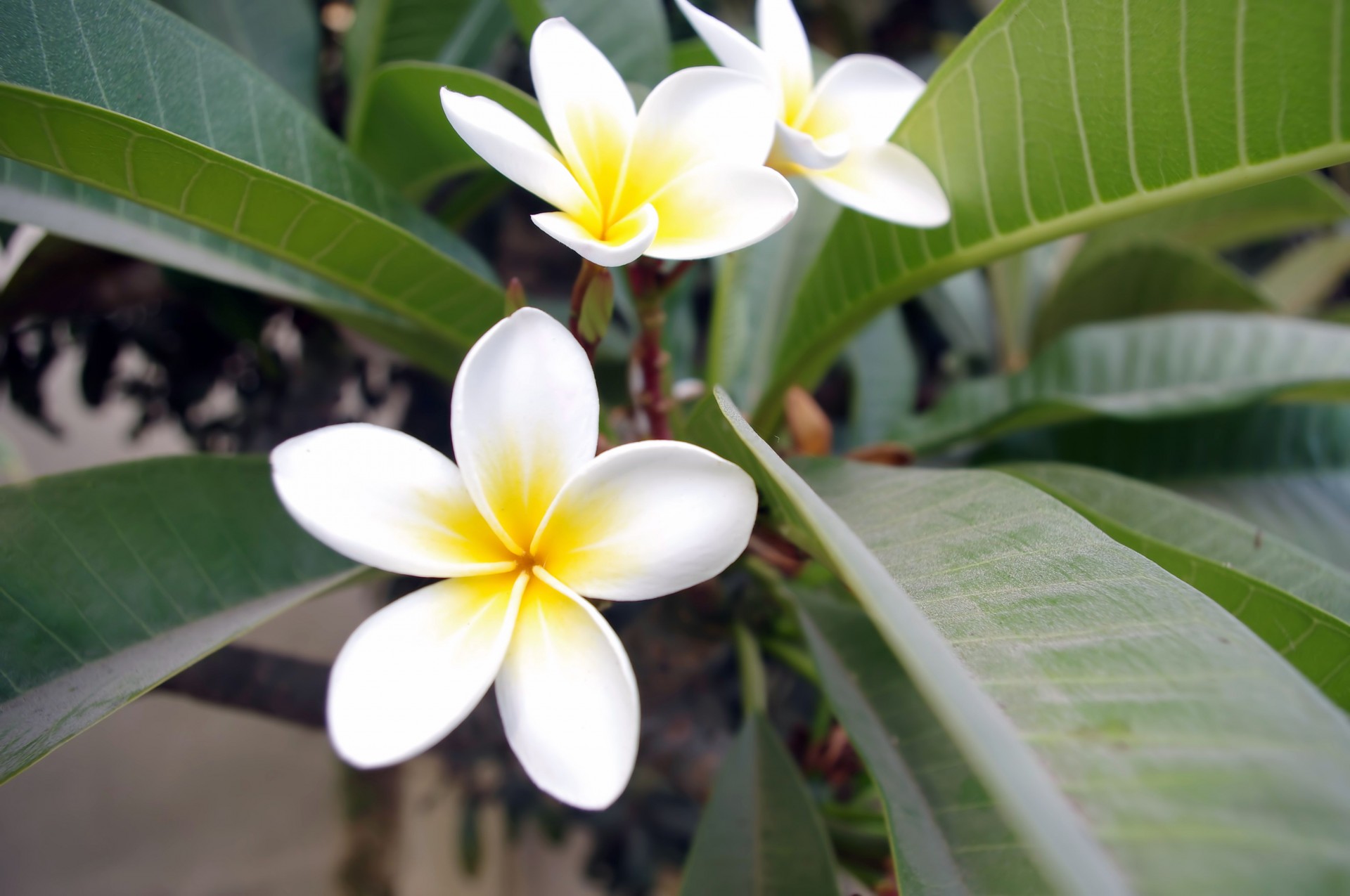 Красивые цветы Frangipani