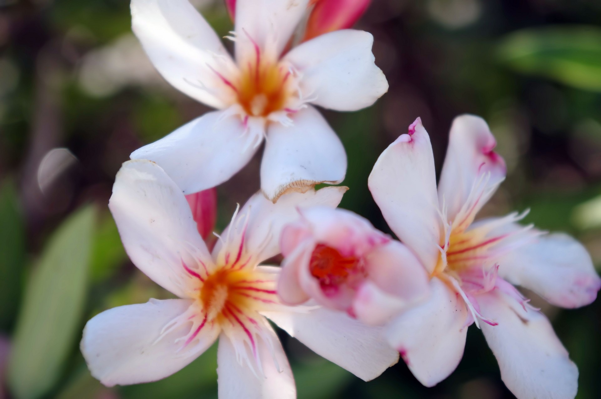 Красивые цветы олеандра