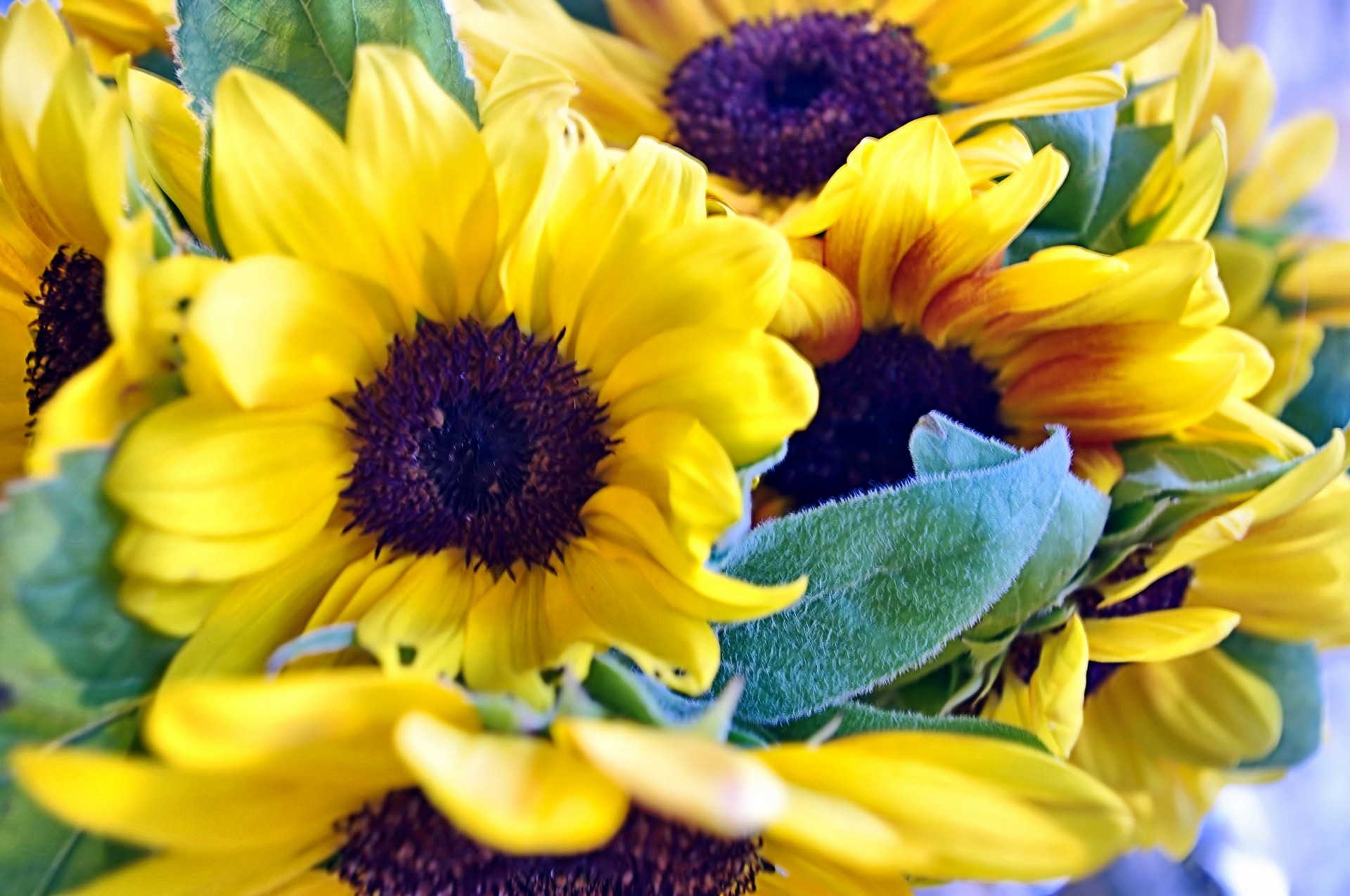 Schöne Sonnenblume Hintergrund