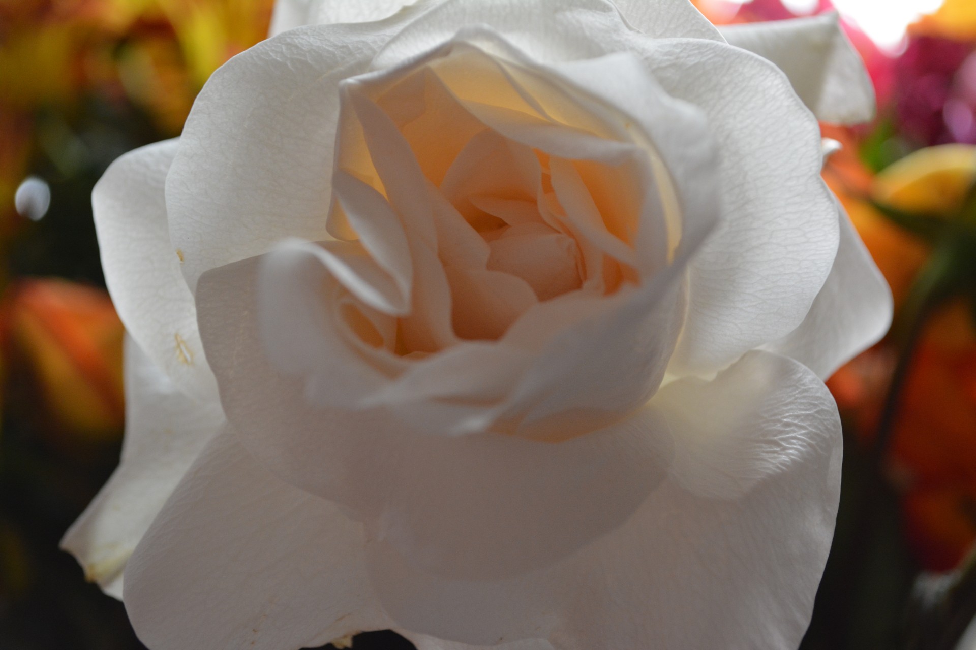 Красивые белые розы Макро Цветы