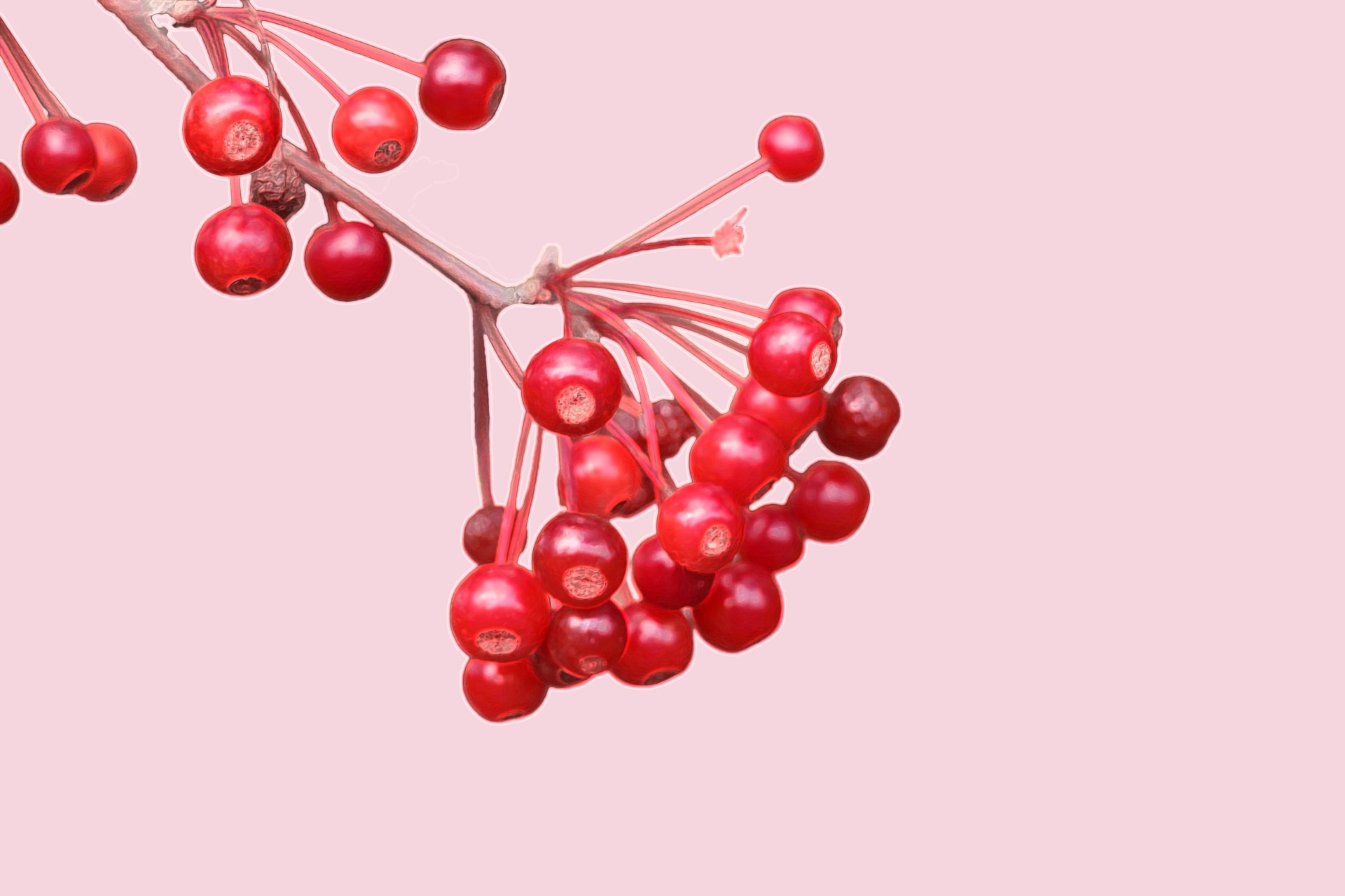 Berries On Pink Background