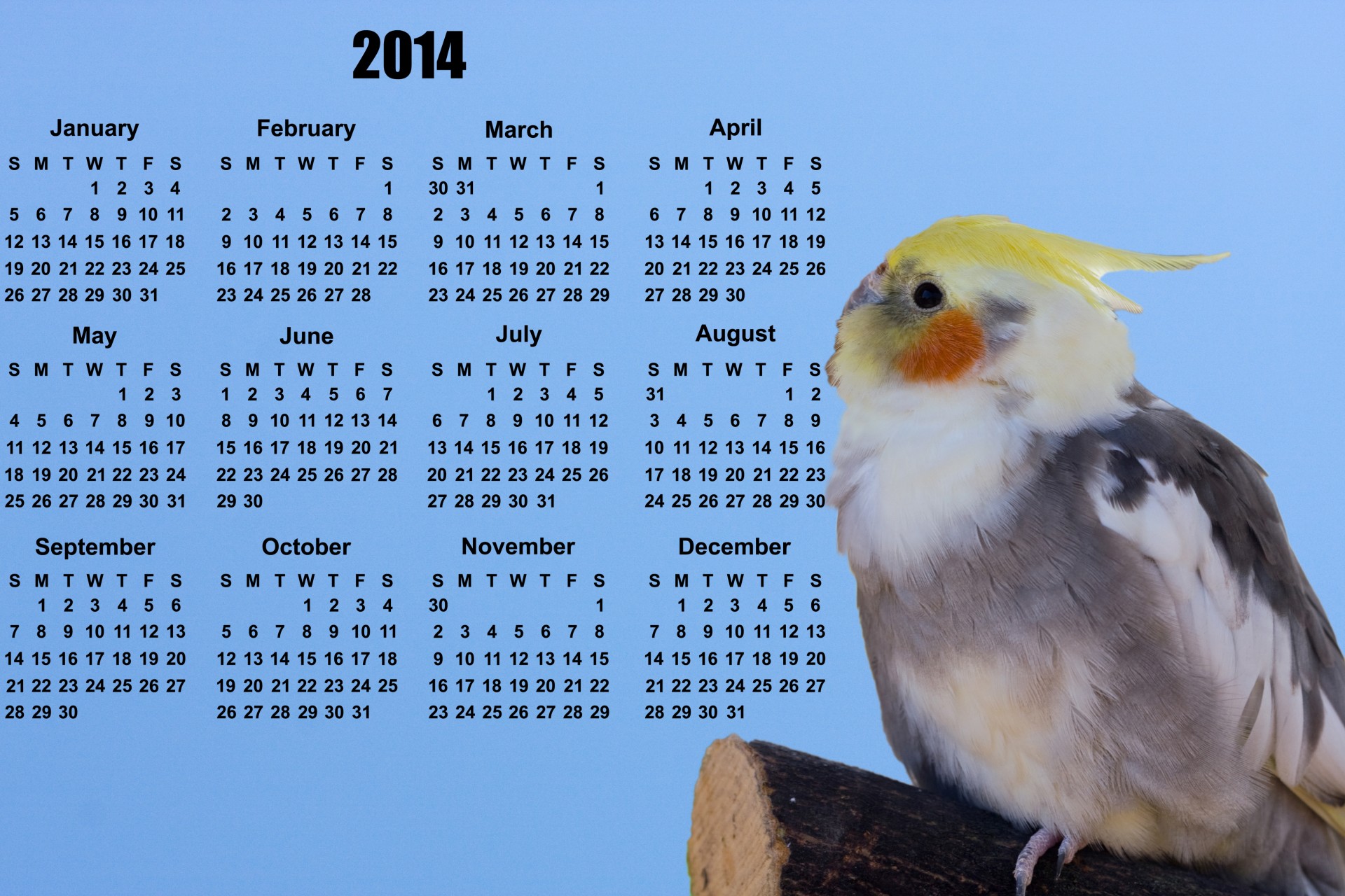 Bird, 2014 Календарь