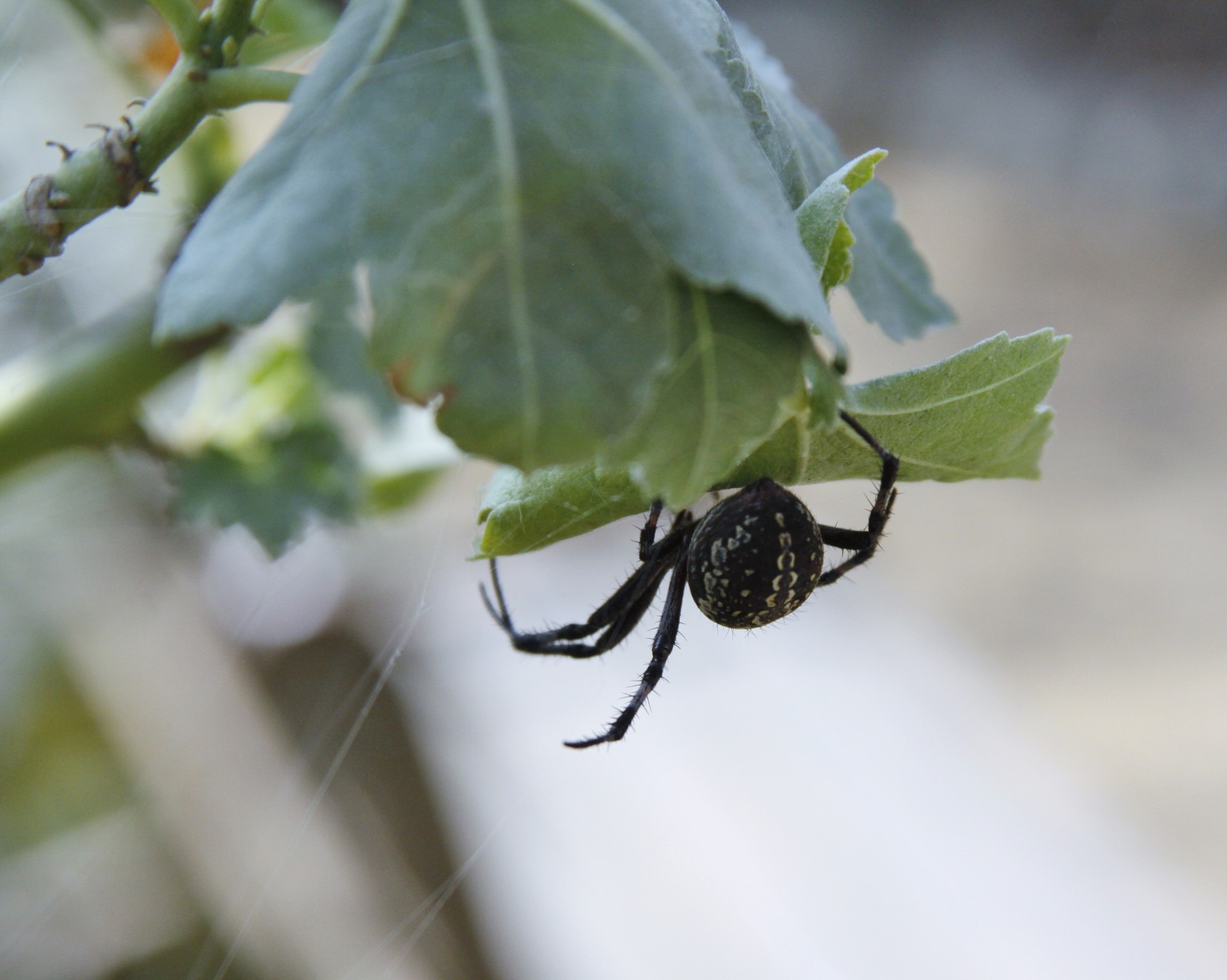 Черный паук на листе
