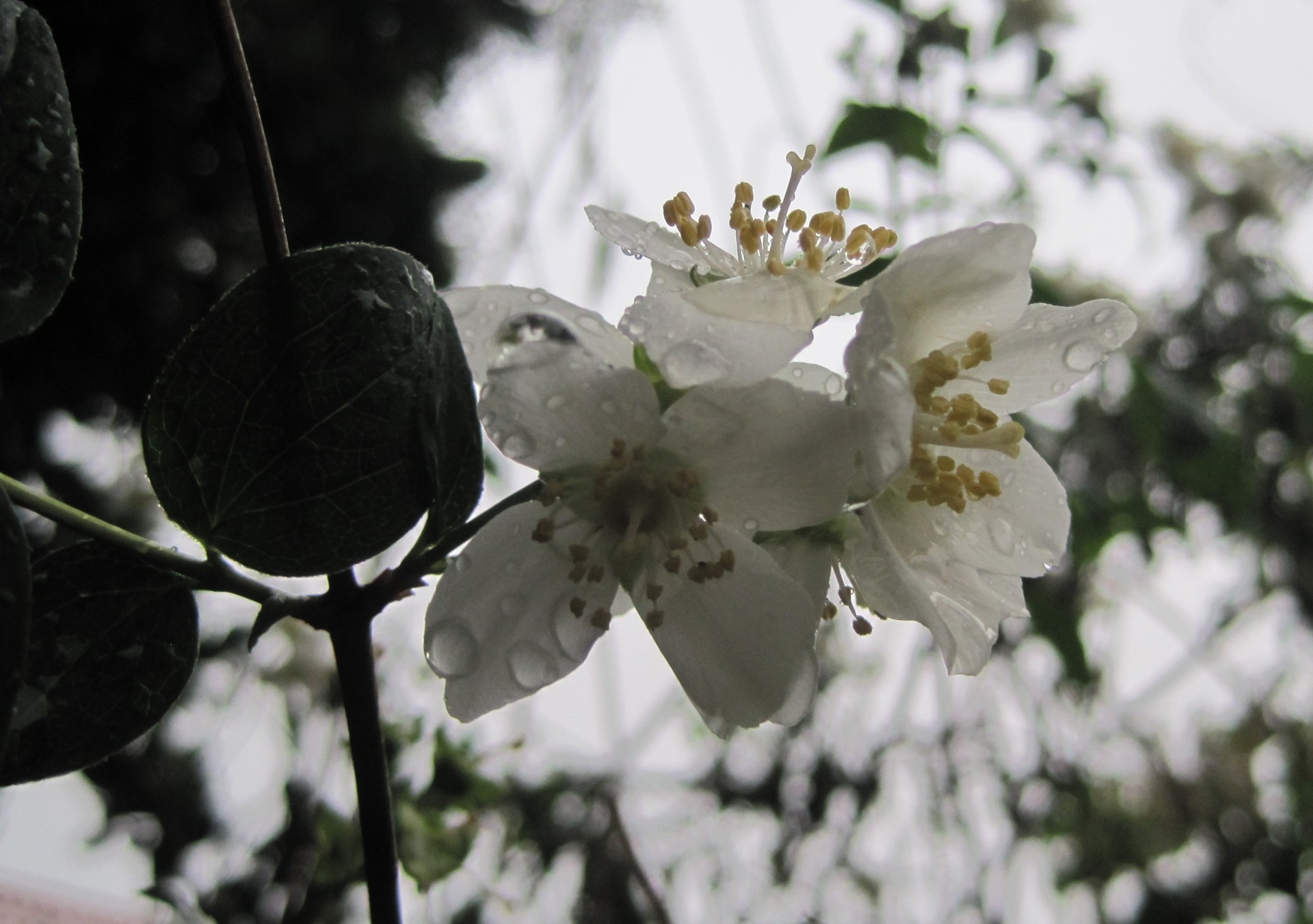 цветок с каплями дождя