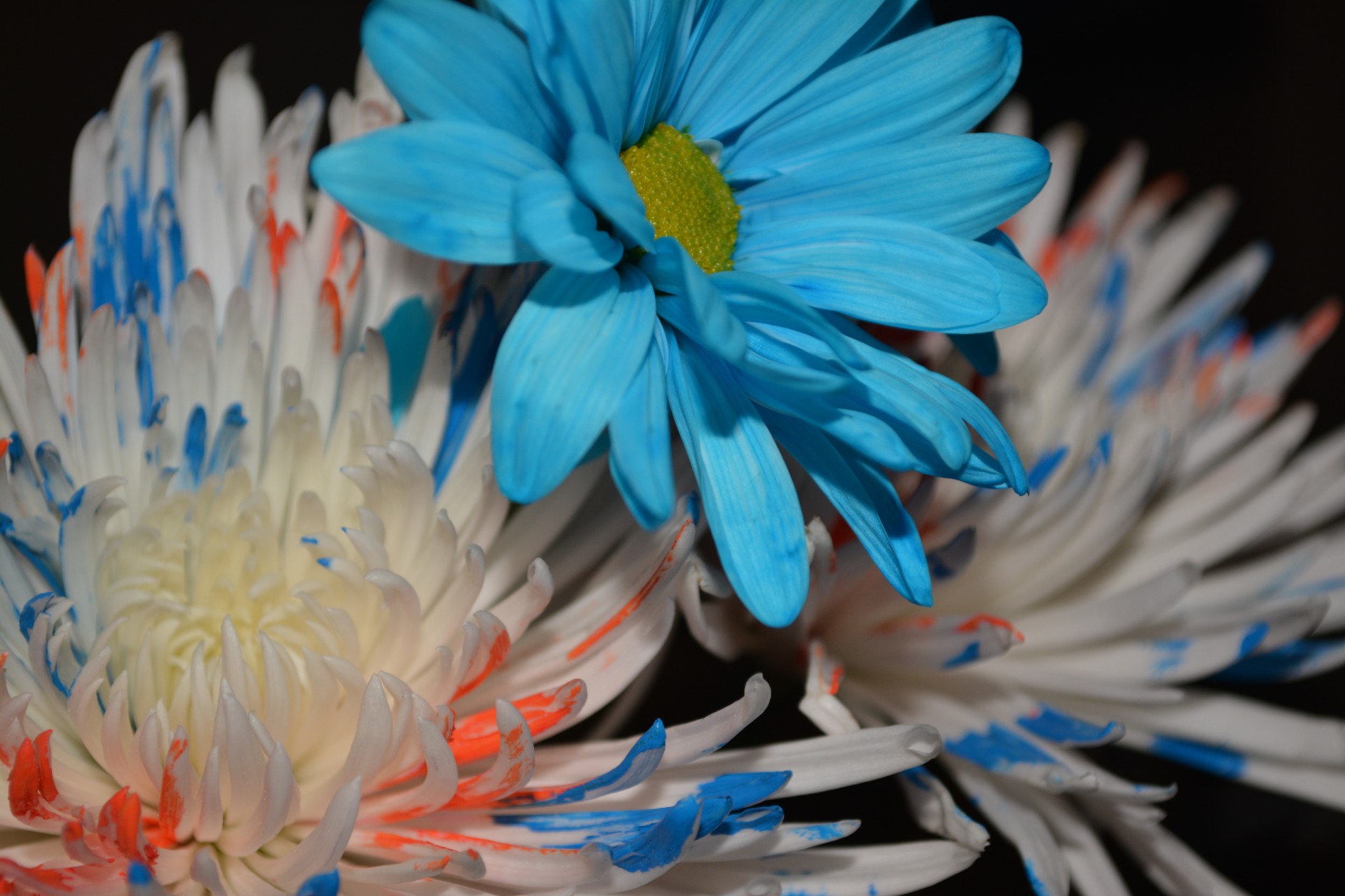 Синий Дэйзи цветок цветочные Макро