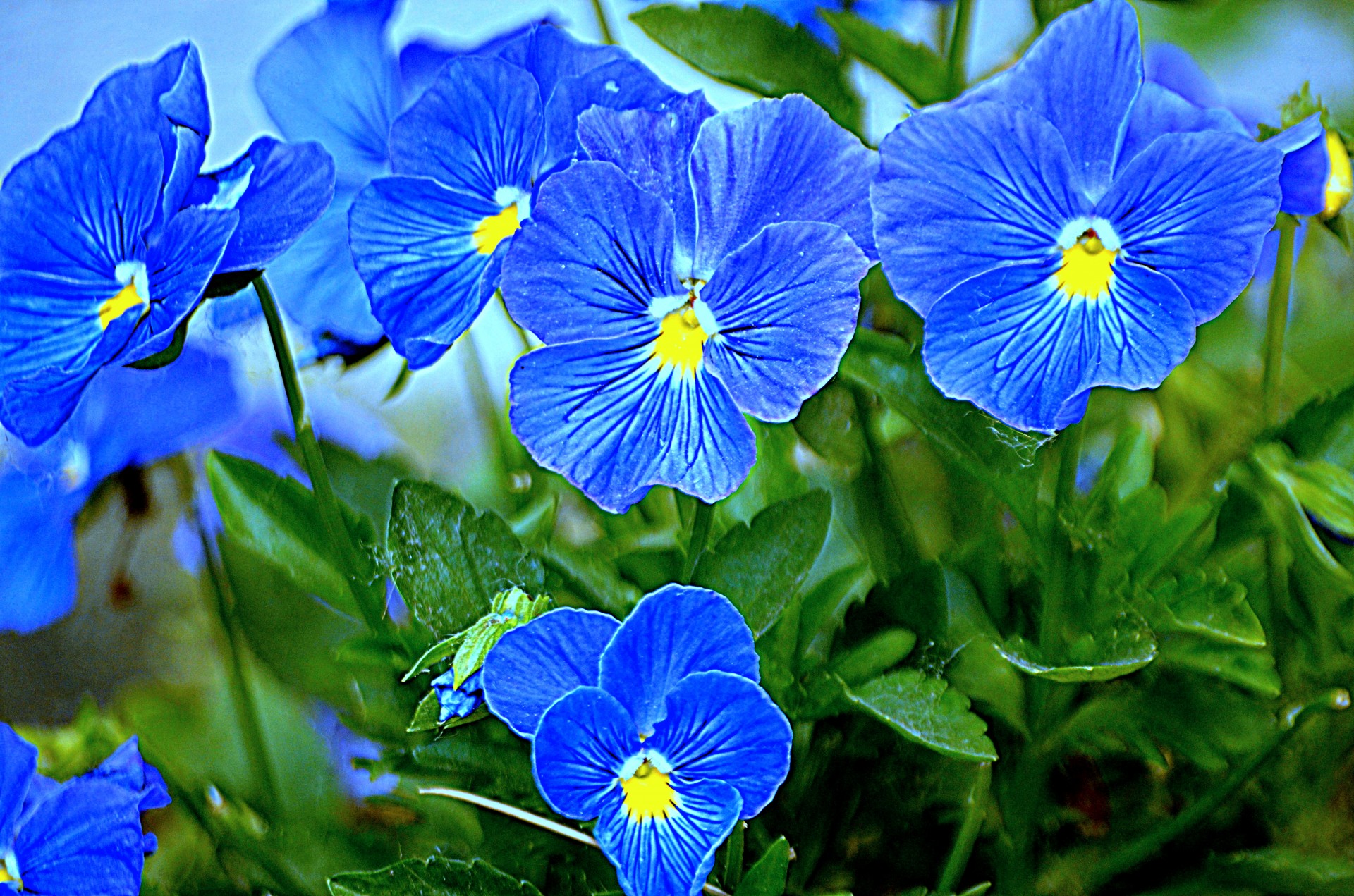 Голубые цветы