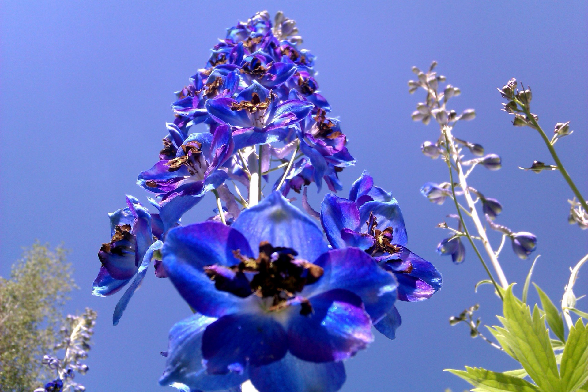 синие цветы 2