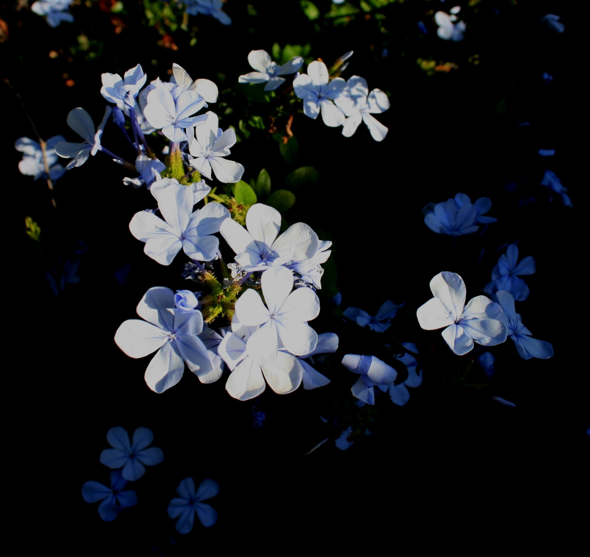 Bluebush цветы