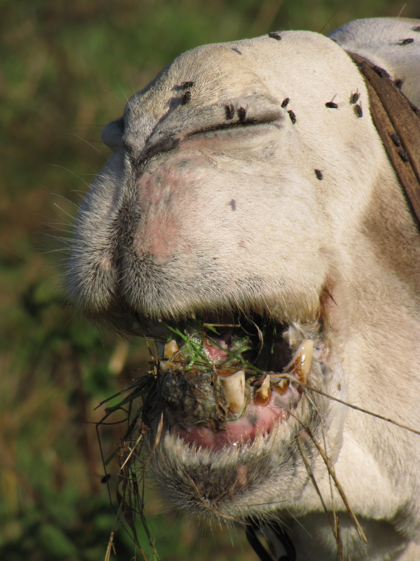 Рот, губы и зубы верблюда