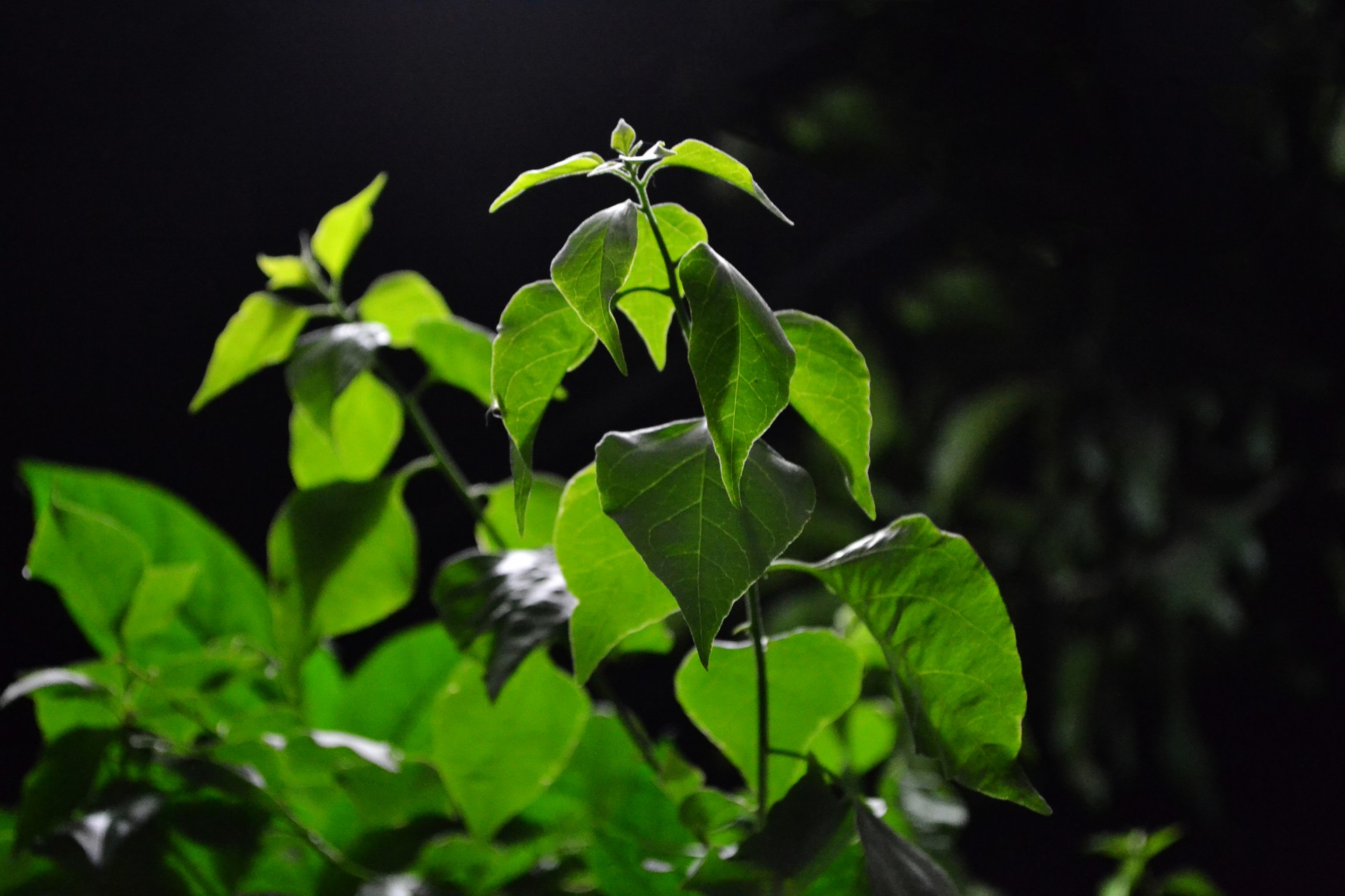 Bougainvillea Blätter in der Nacht