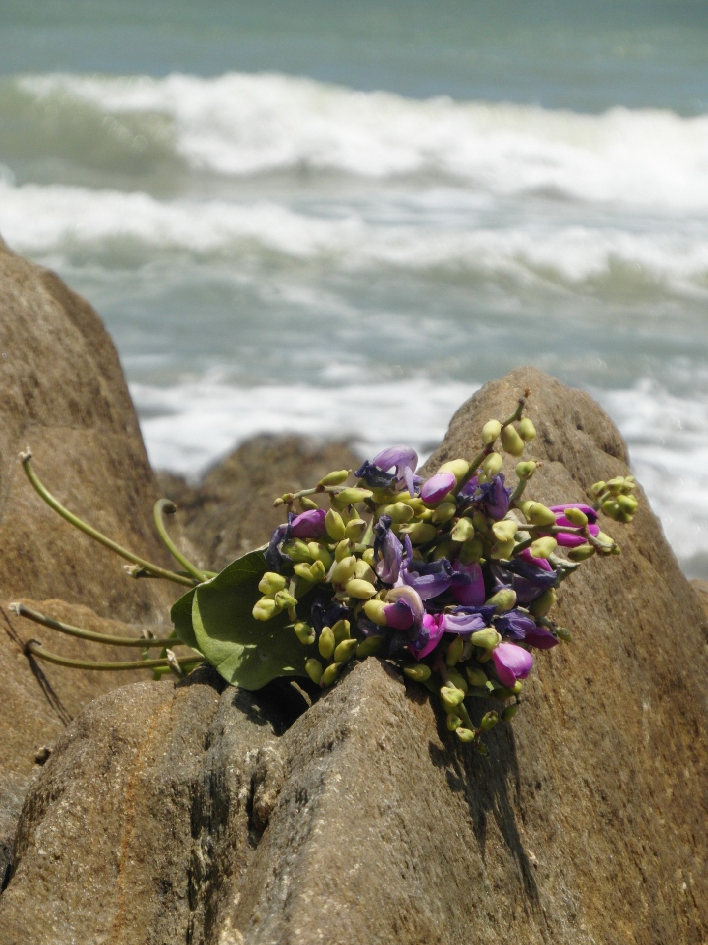 Blumenstrauß auf dem Ocean Rocks