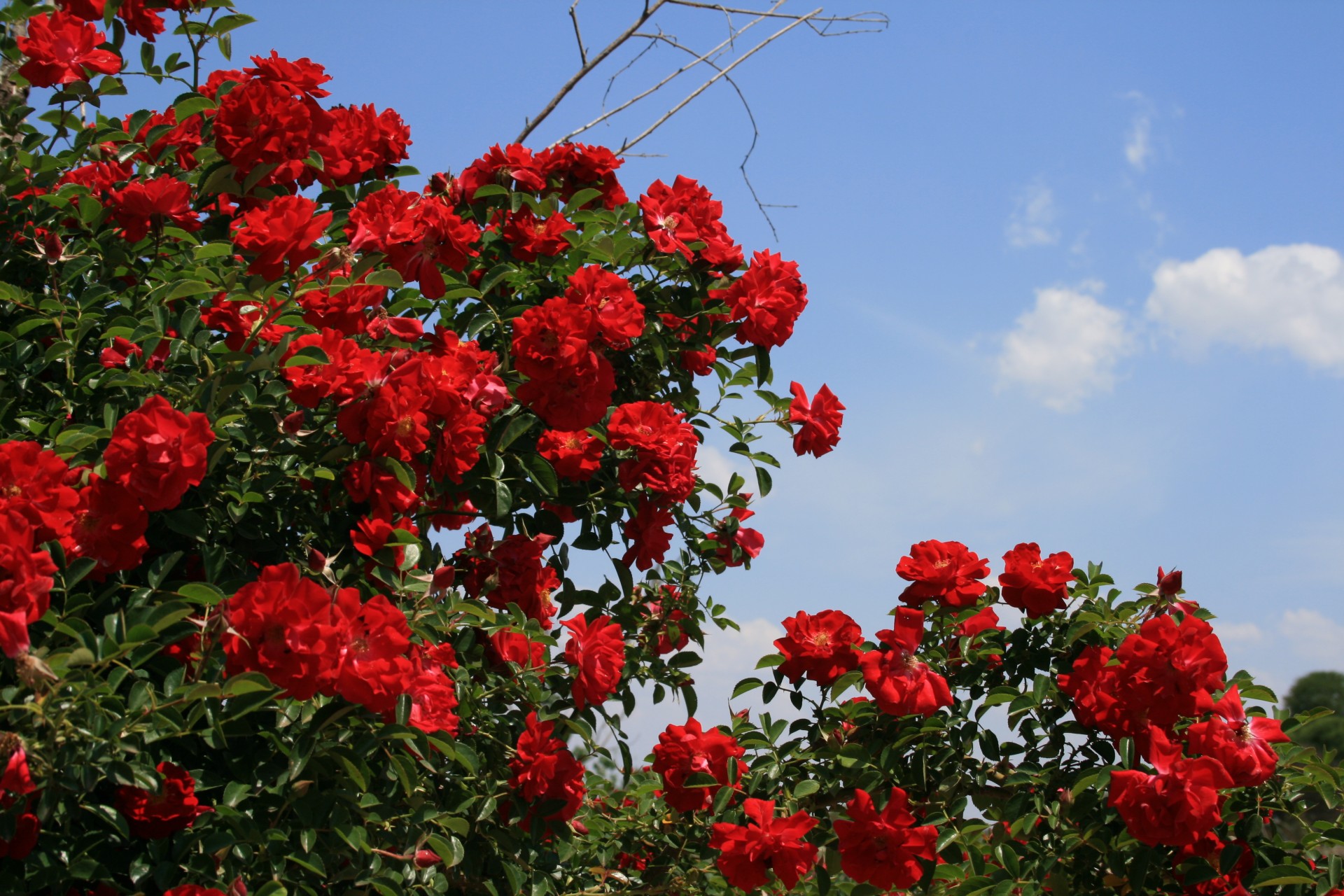 Leuchtend roten Rosenbusch