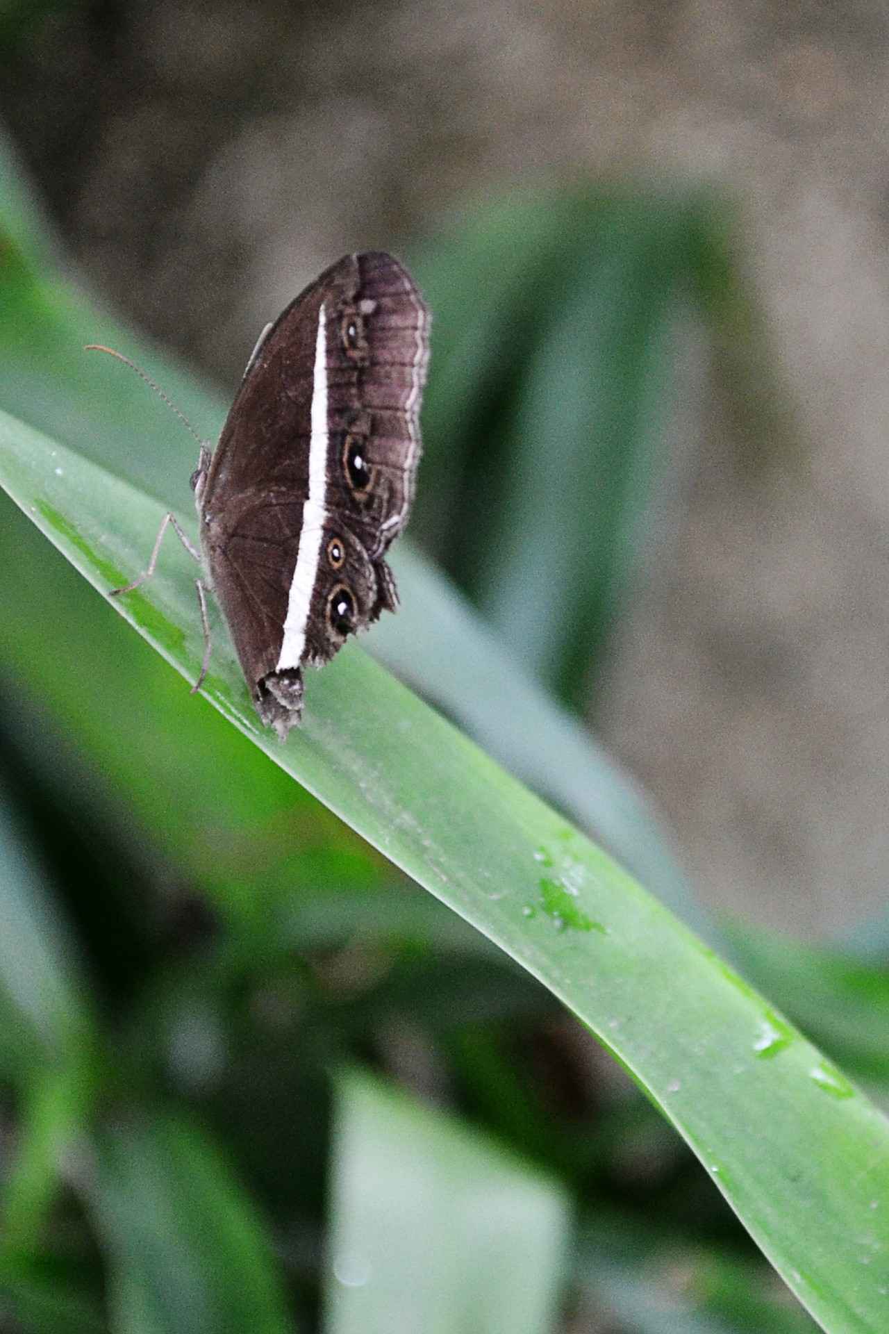 Braune Schmetterling