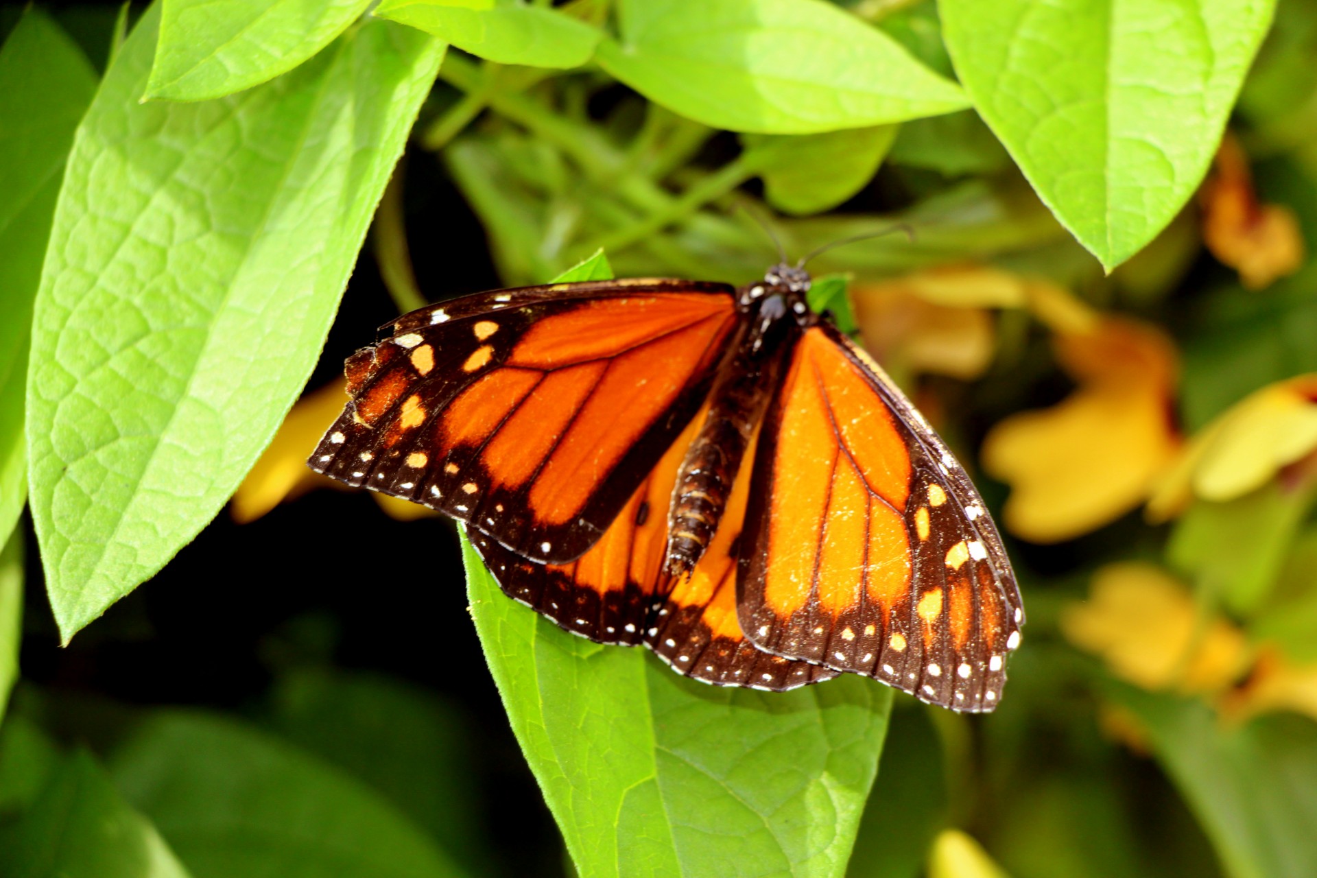 Бабочка с рваными крыльями