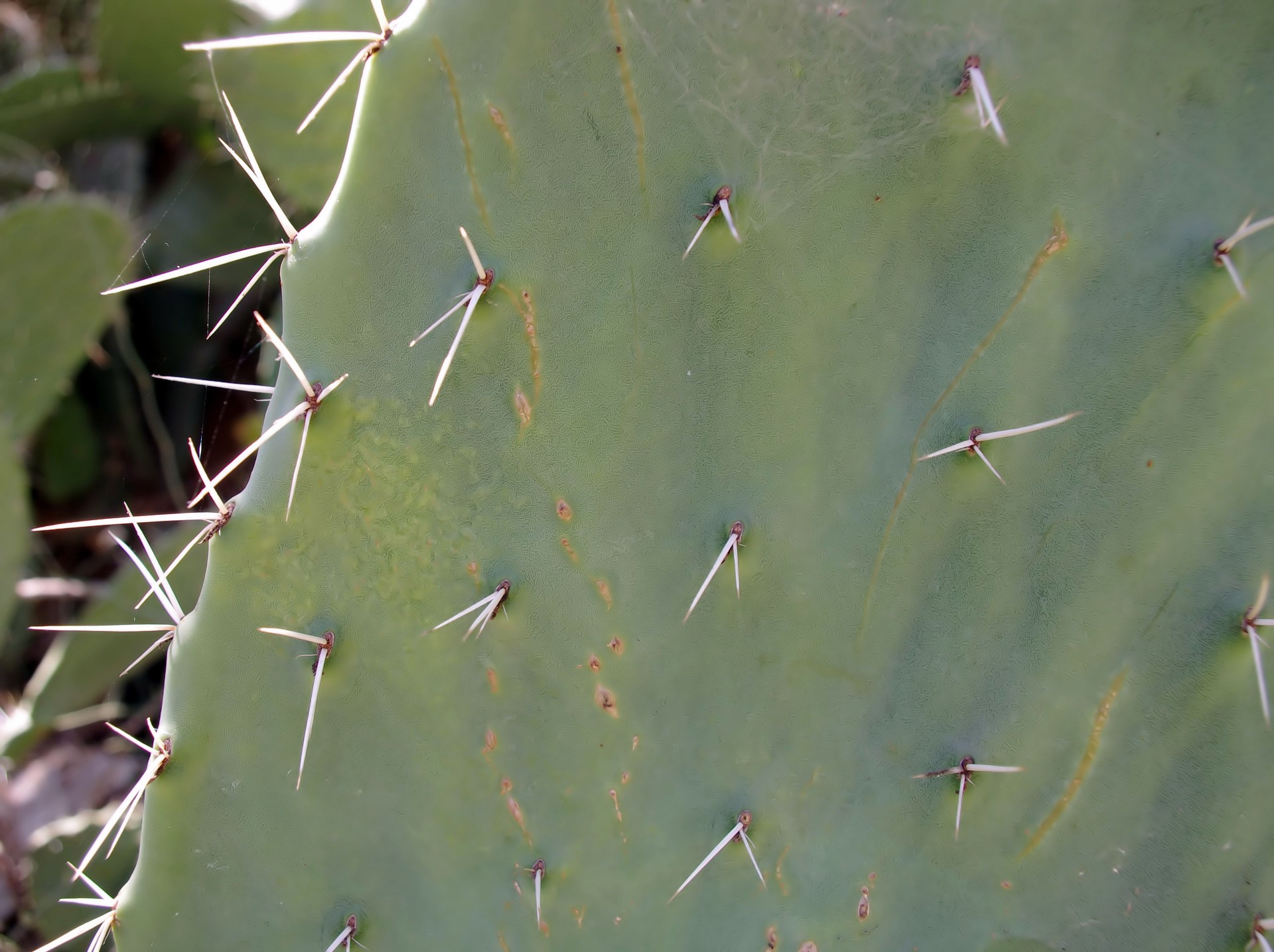 Cactus pozadí