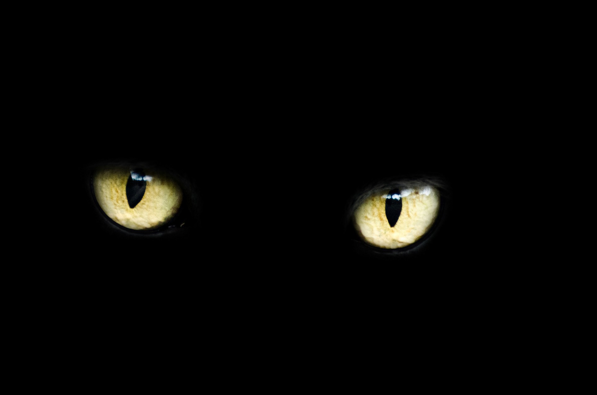 Des yeux de chat