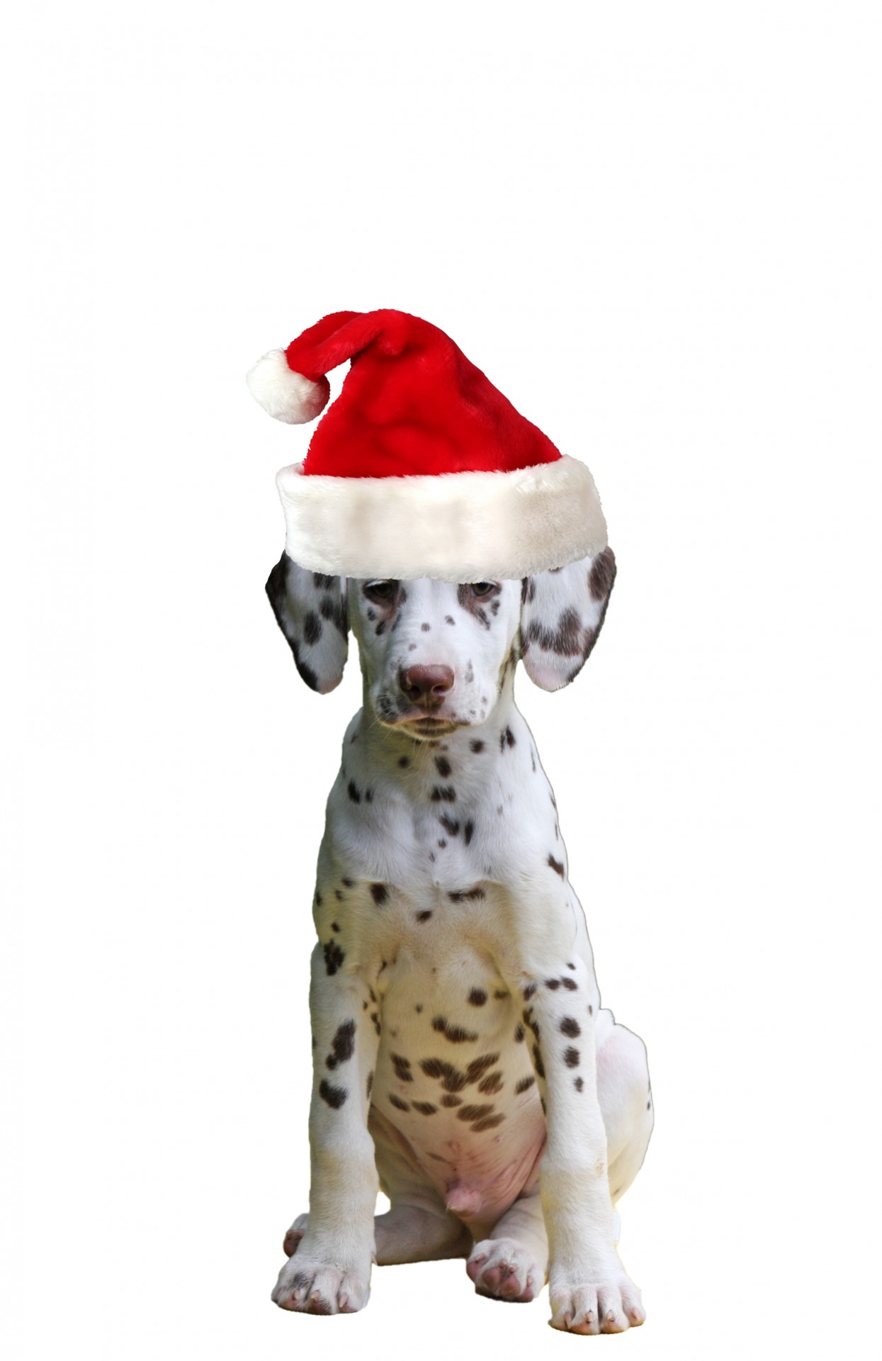 Рождество собак Санта Hat