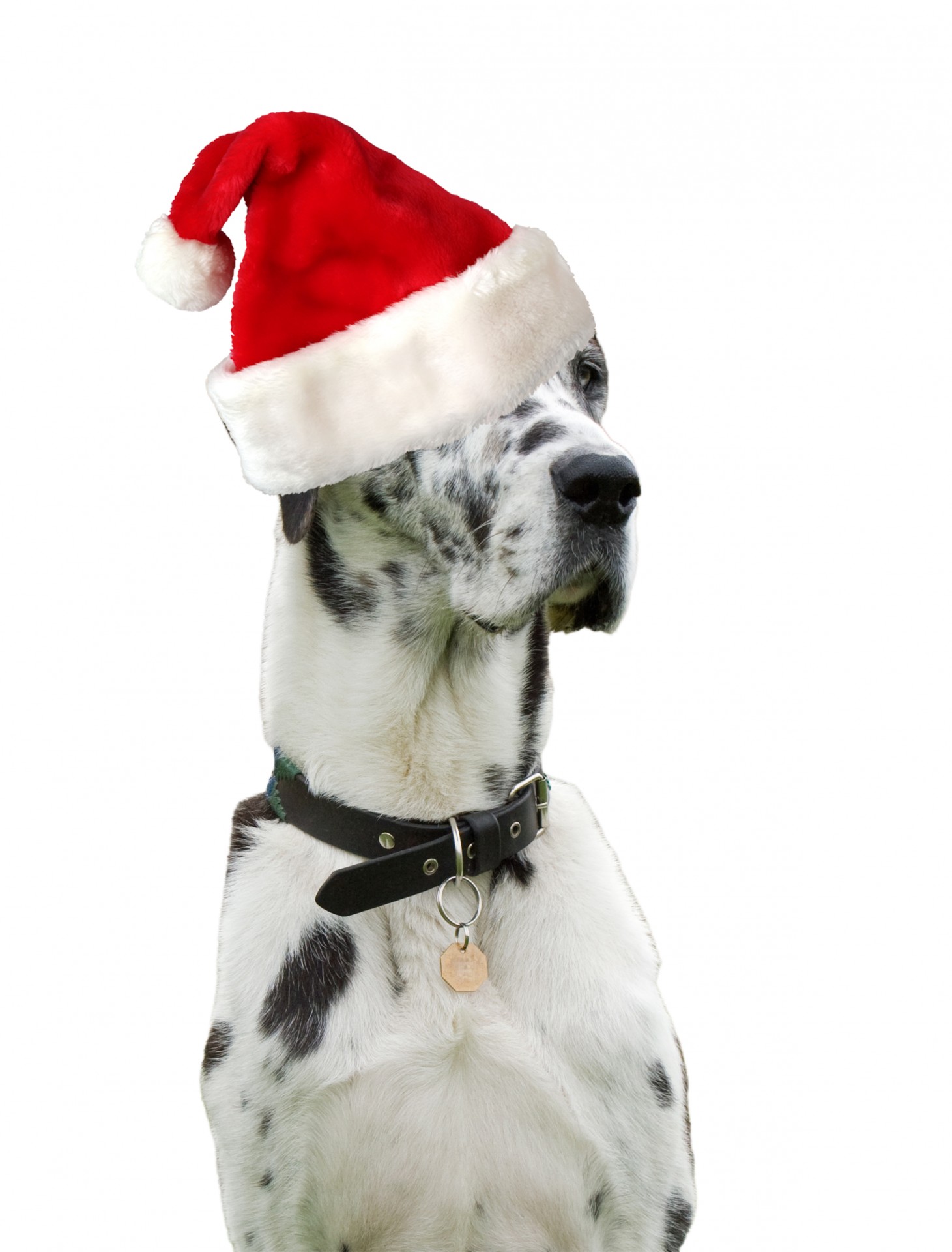 Christmas Dog Weihnachtsmütze