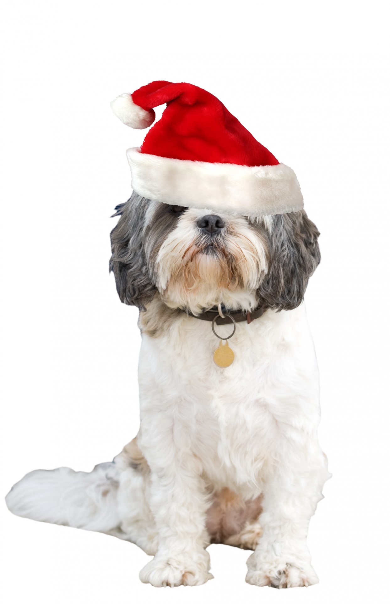 Hond van Kerstmis Kerstmuts
