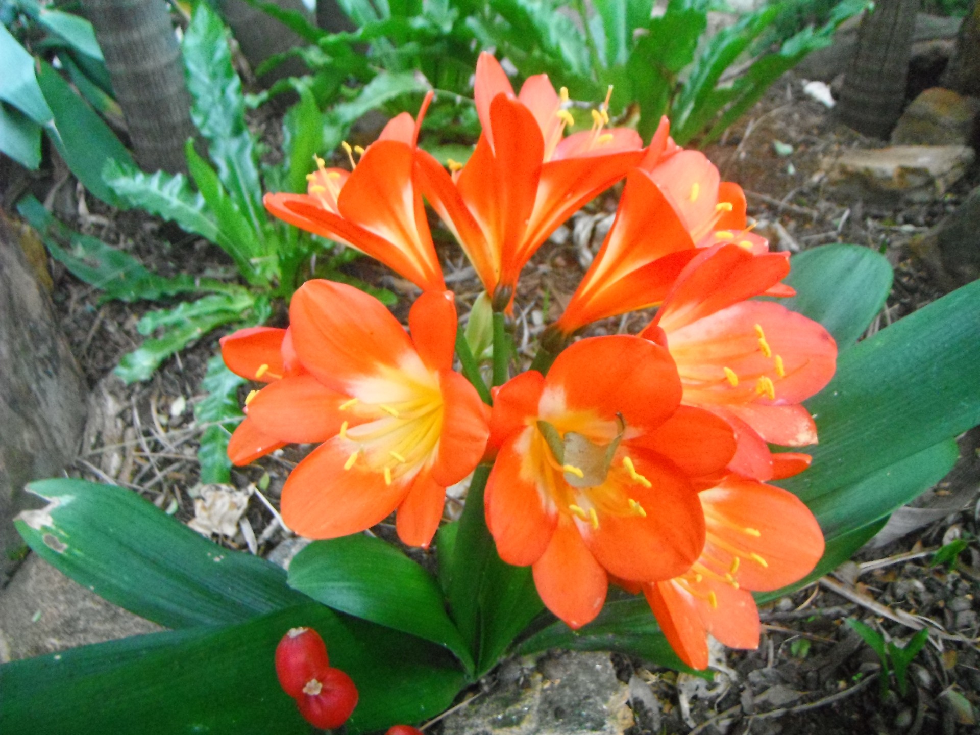 Clivia Blume