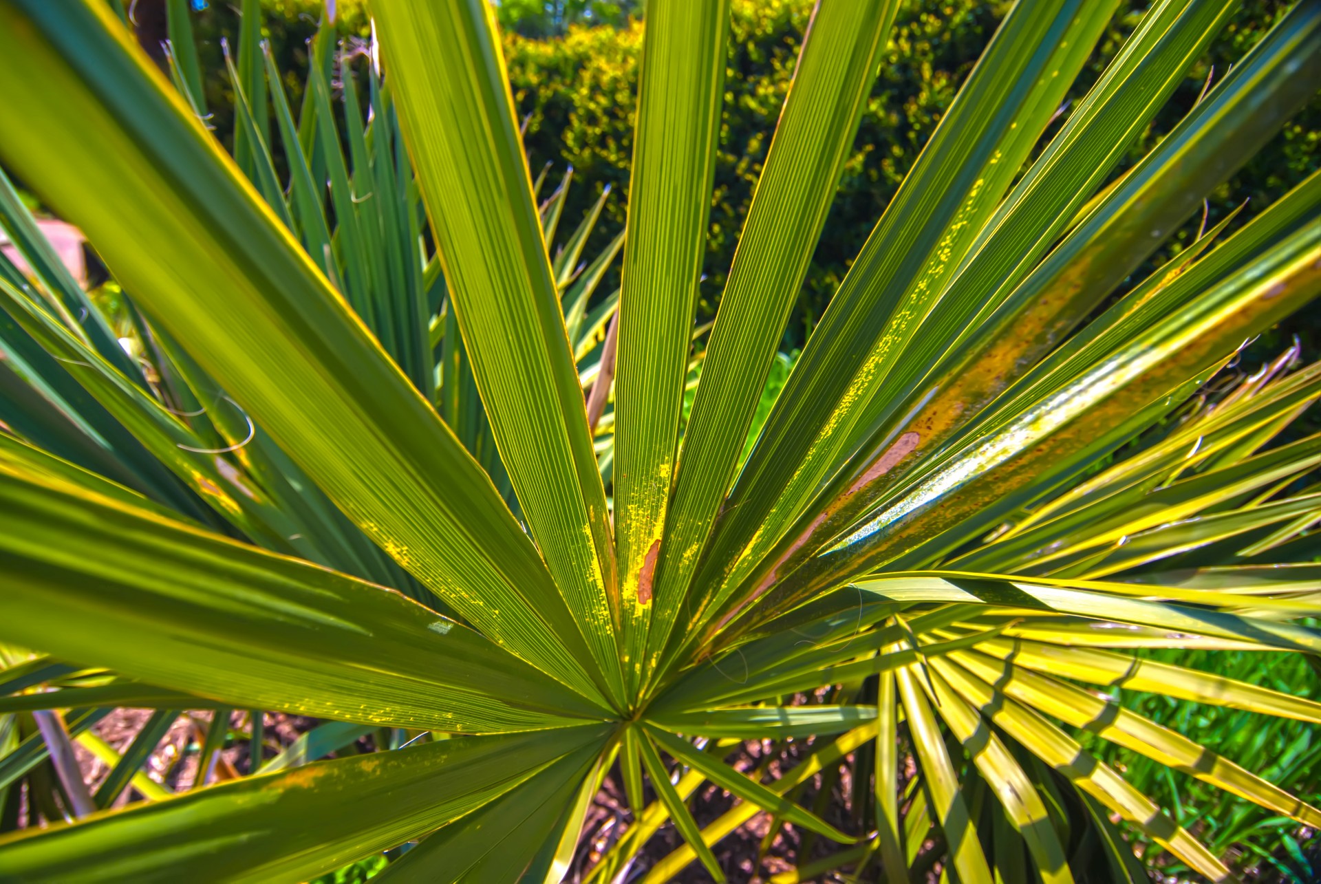 Крупным планом пальмовых листьев