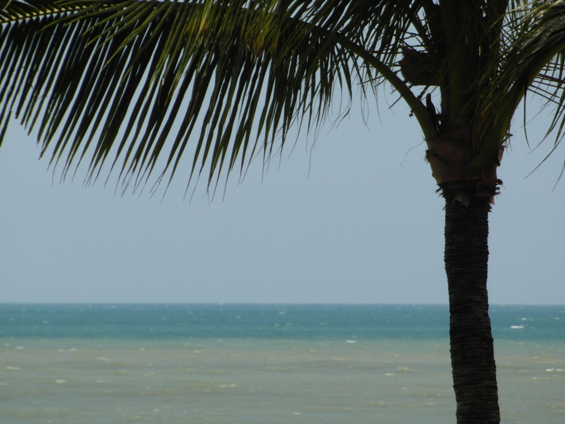 Coconut Tree Background