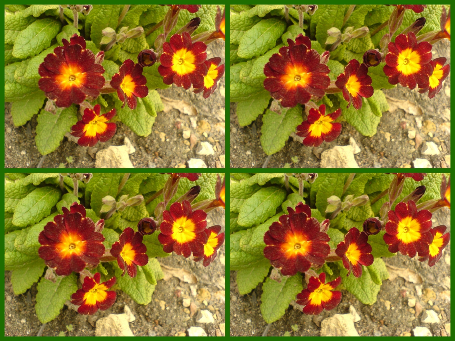 Collage mit Primel Blume