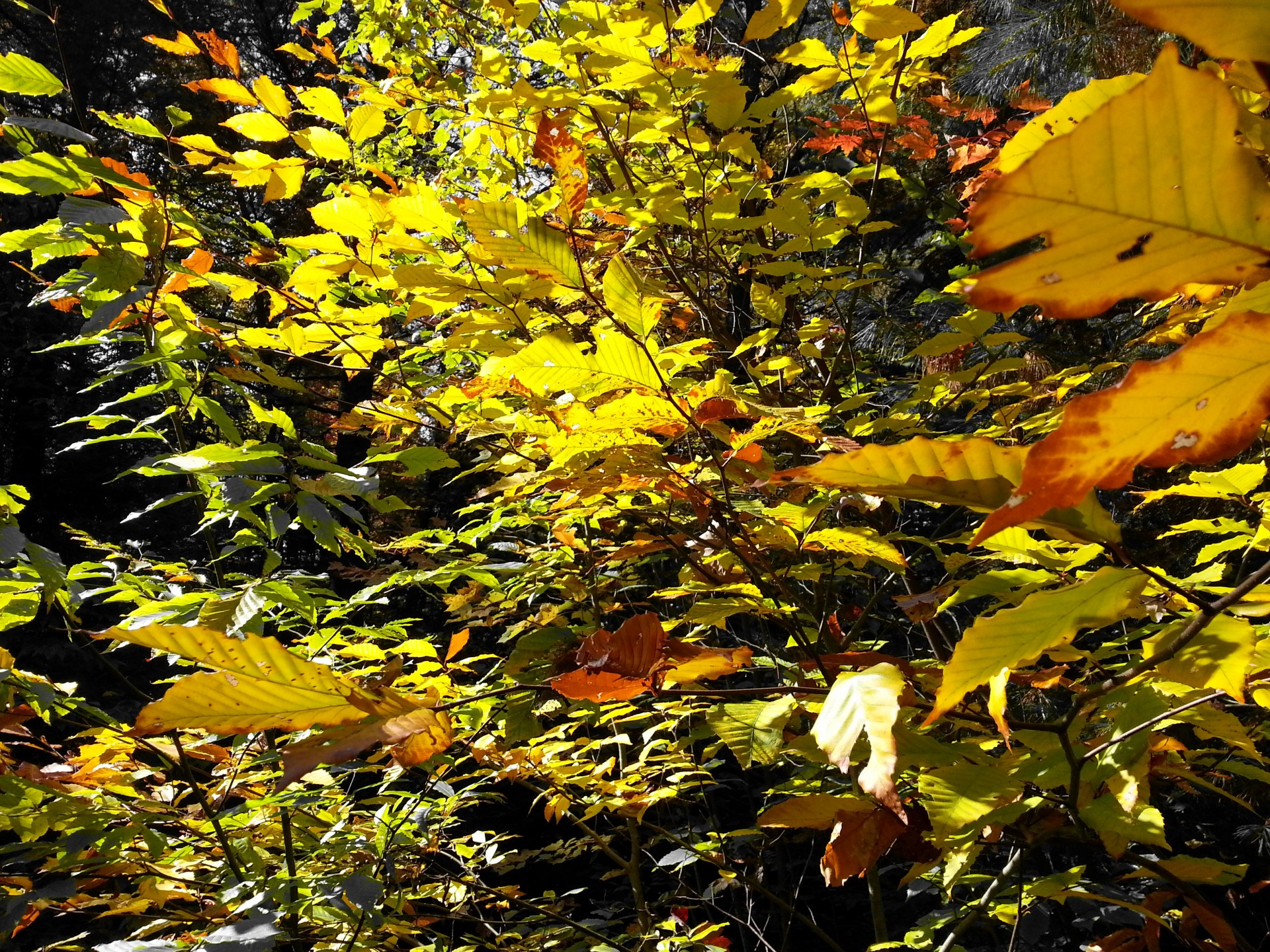 Разноцветные листья деревьев