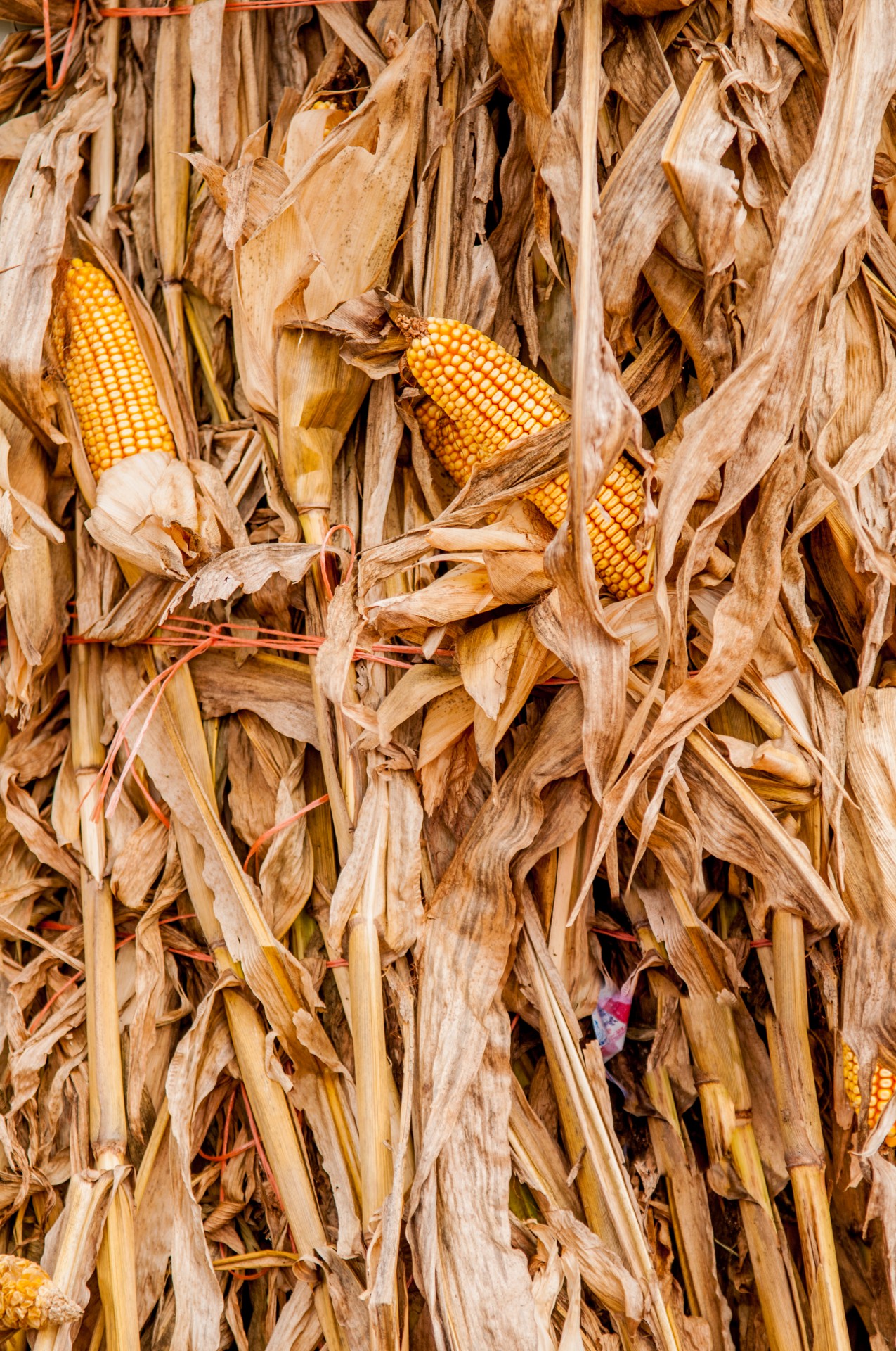 Кукурузное поле во время сбора урожая