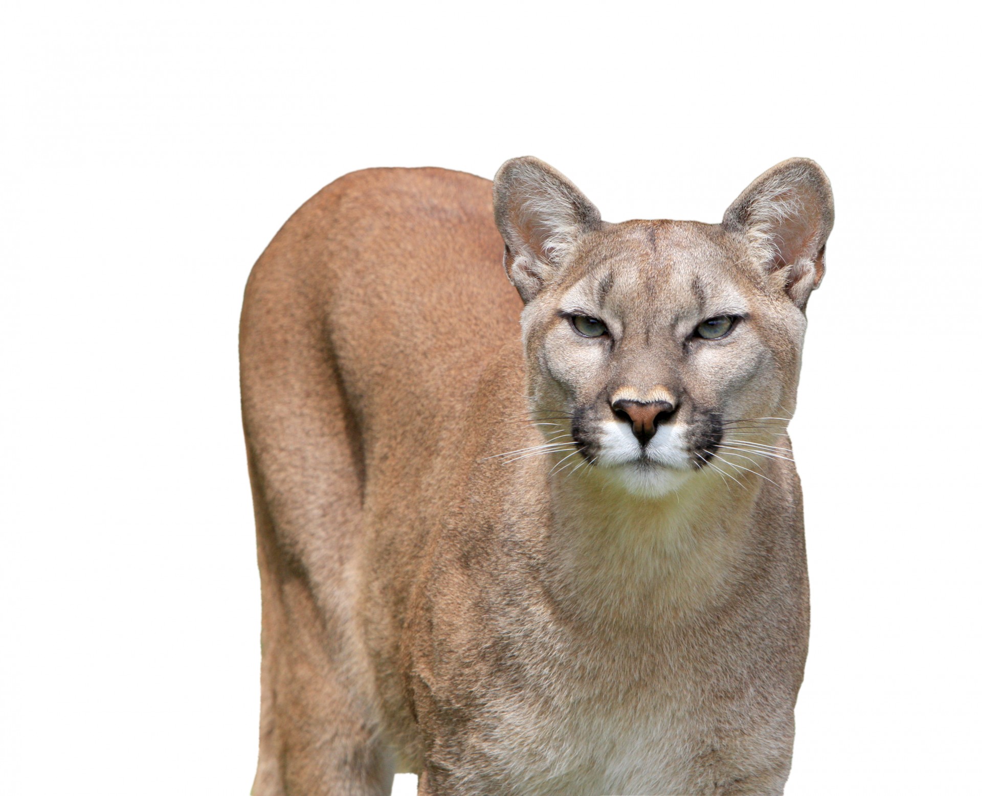 Cougar изолированные белом фоне
