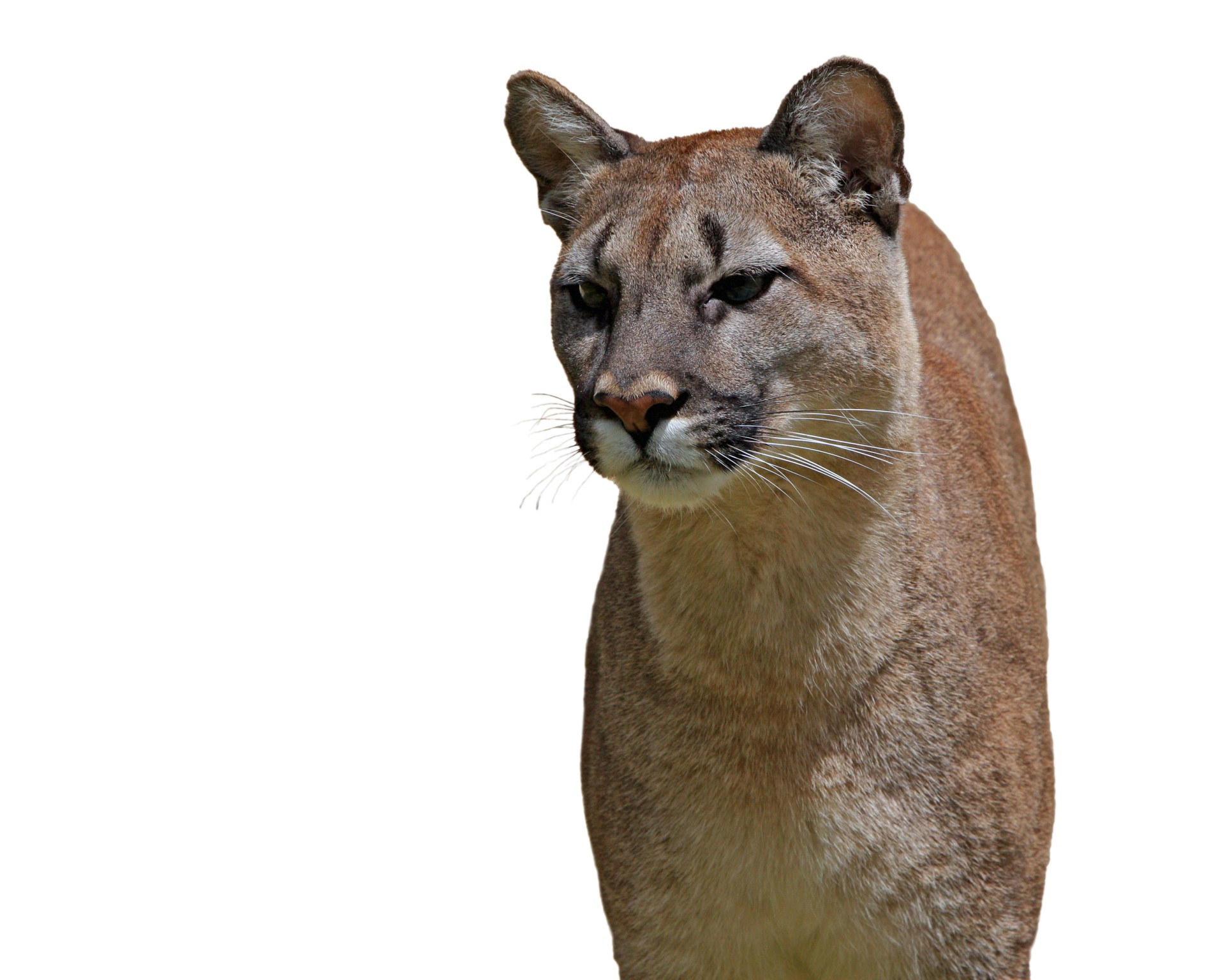 Cougar On White Background