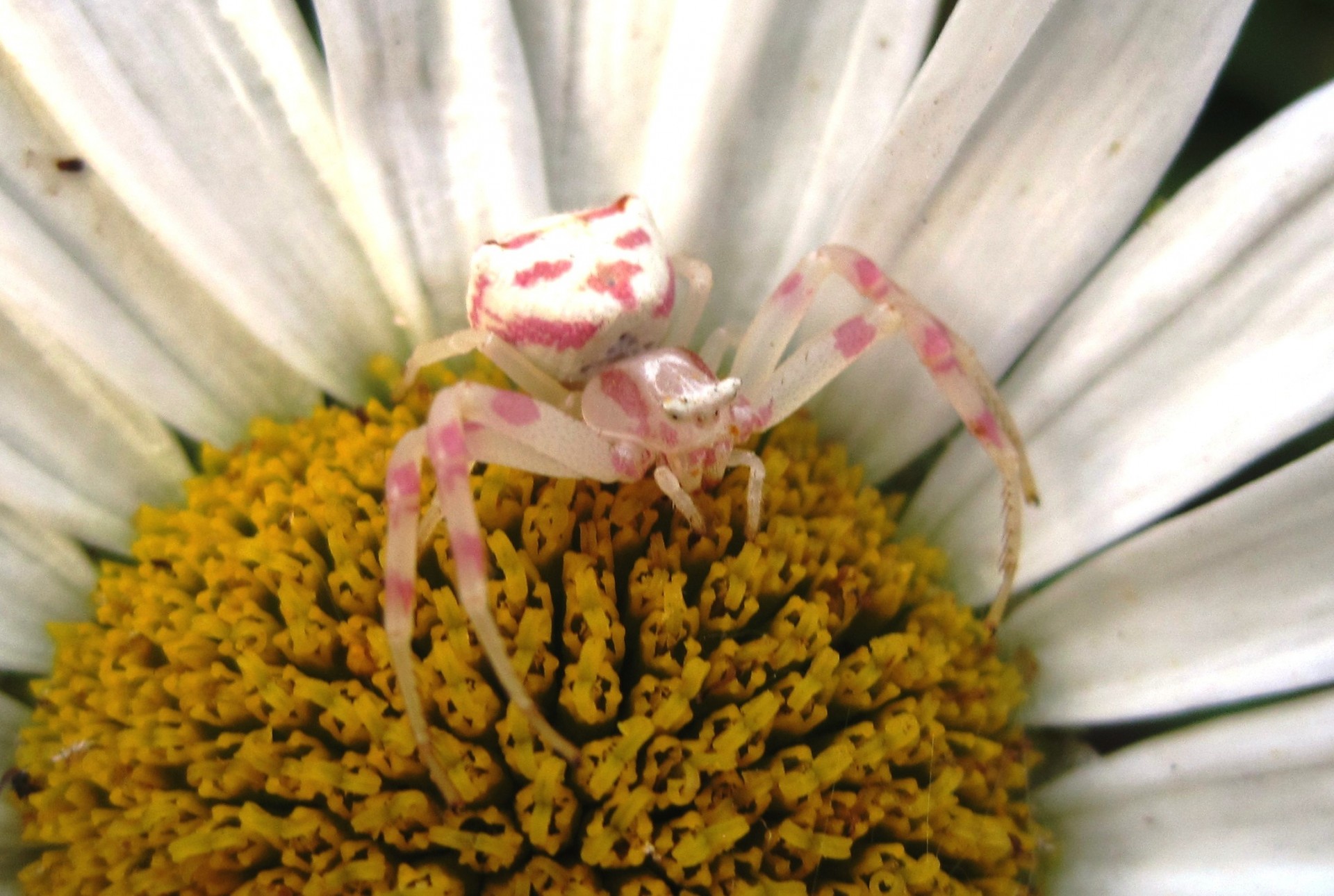 краб-паук на цветок