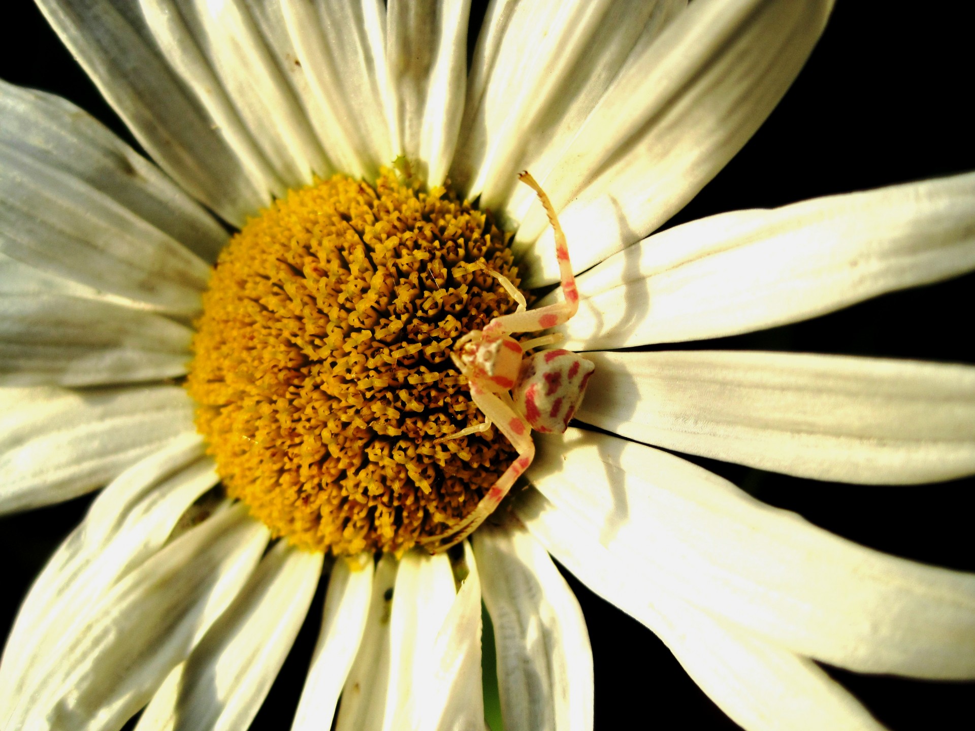 краб-паук на белой ромашки
