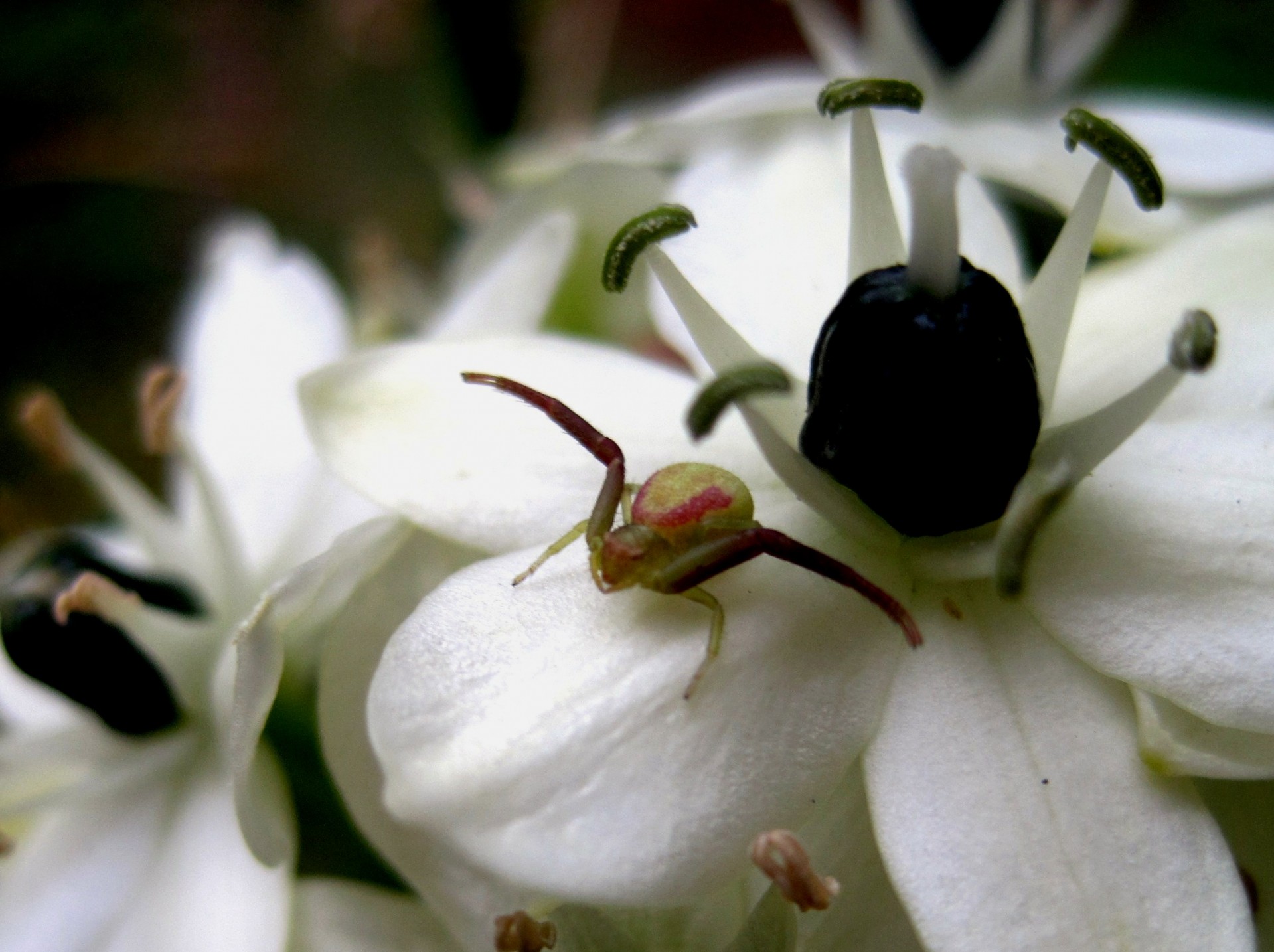 краб-паук на белый цветок